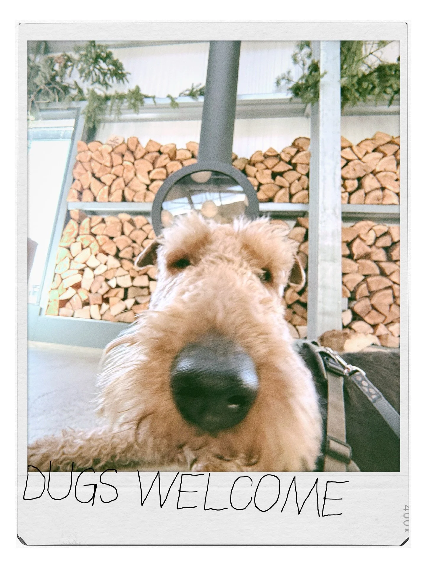 STOP ASKING. BRING YER DUG.