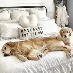 RESERVED FOR THE DOG ACCENT PILLOW