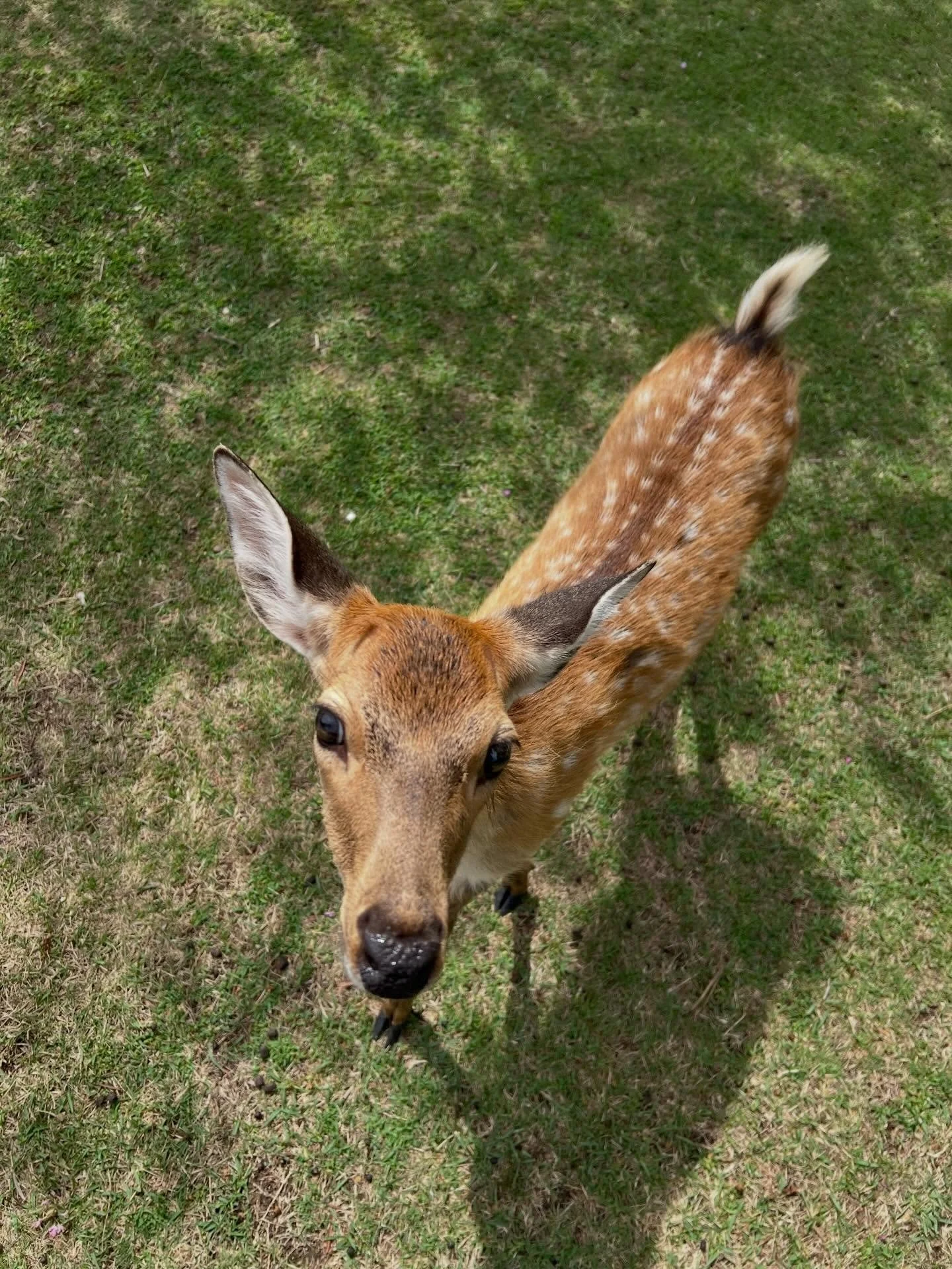 🦌🦌🦌

#travel #luxurytravel #travelers #travelagent #travelguide #seetheworld #ilovetravel #travelmore #narapark #japan #japantravelphoto