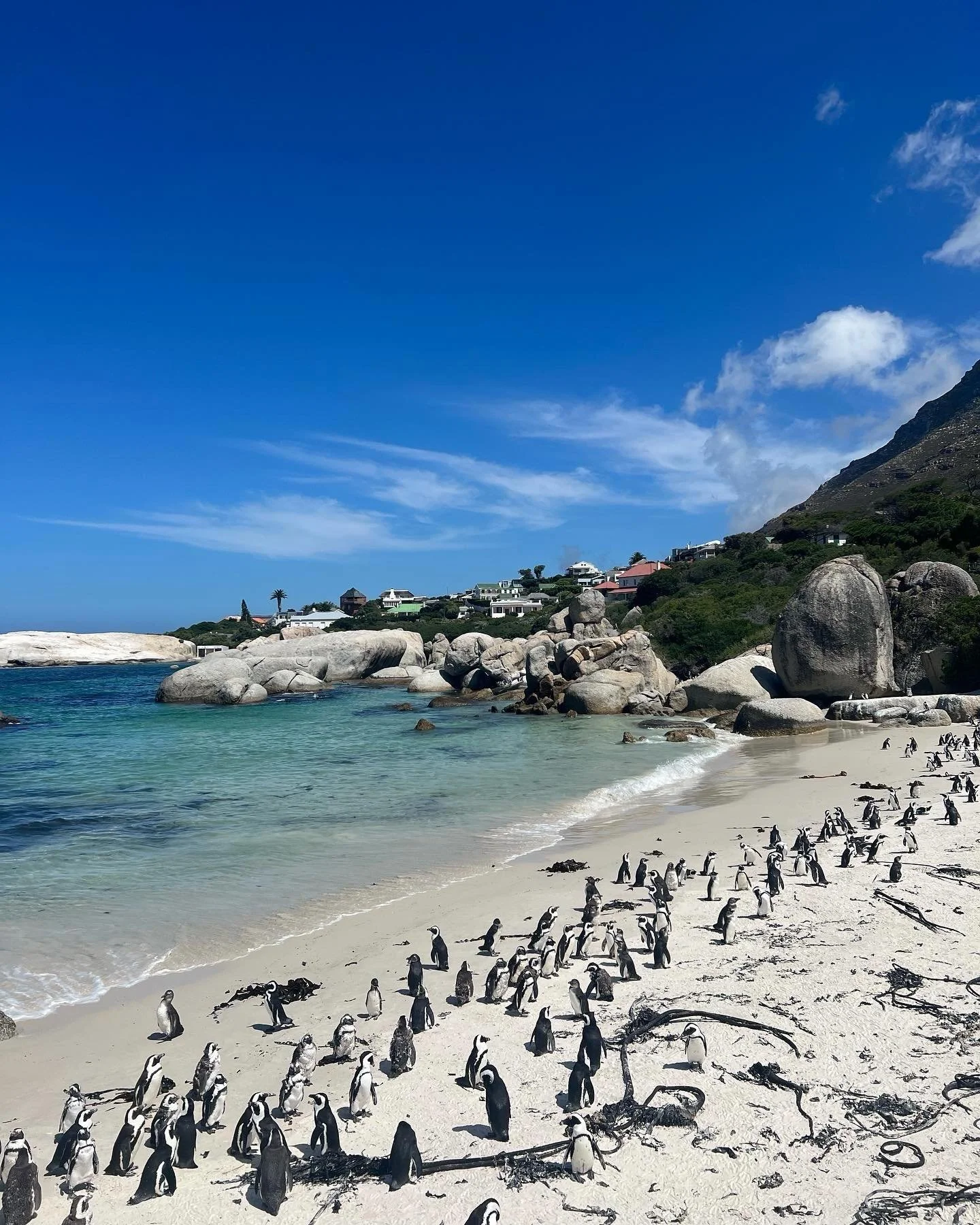 🐧

#travel #luxurytravel #travelers #travelagent #travelguide #seetheworld #ilovetravel #travelmore #penguins #capetown #southafrica