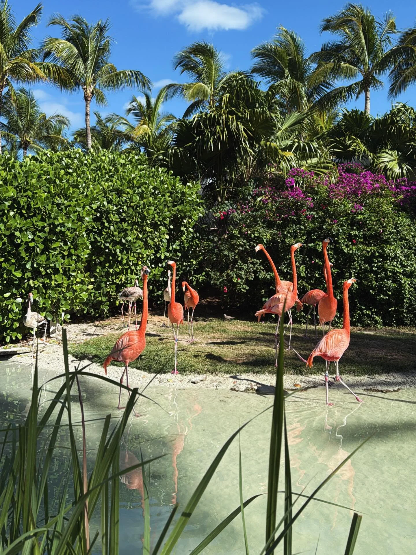 🦩☀️🌴

#travel #luxurytravel #travelers #travelagent #travelguide #seetheworld #ilovetravel #travelmore #bahamas #beach