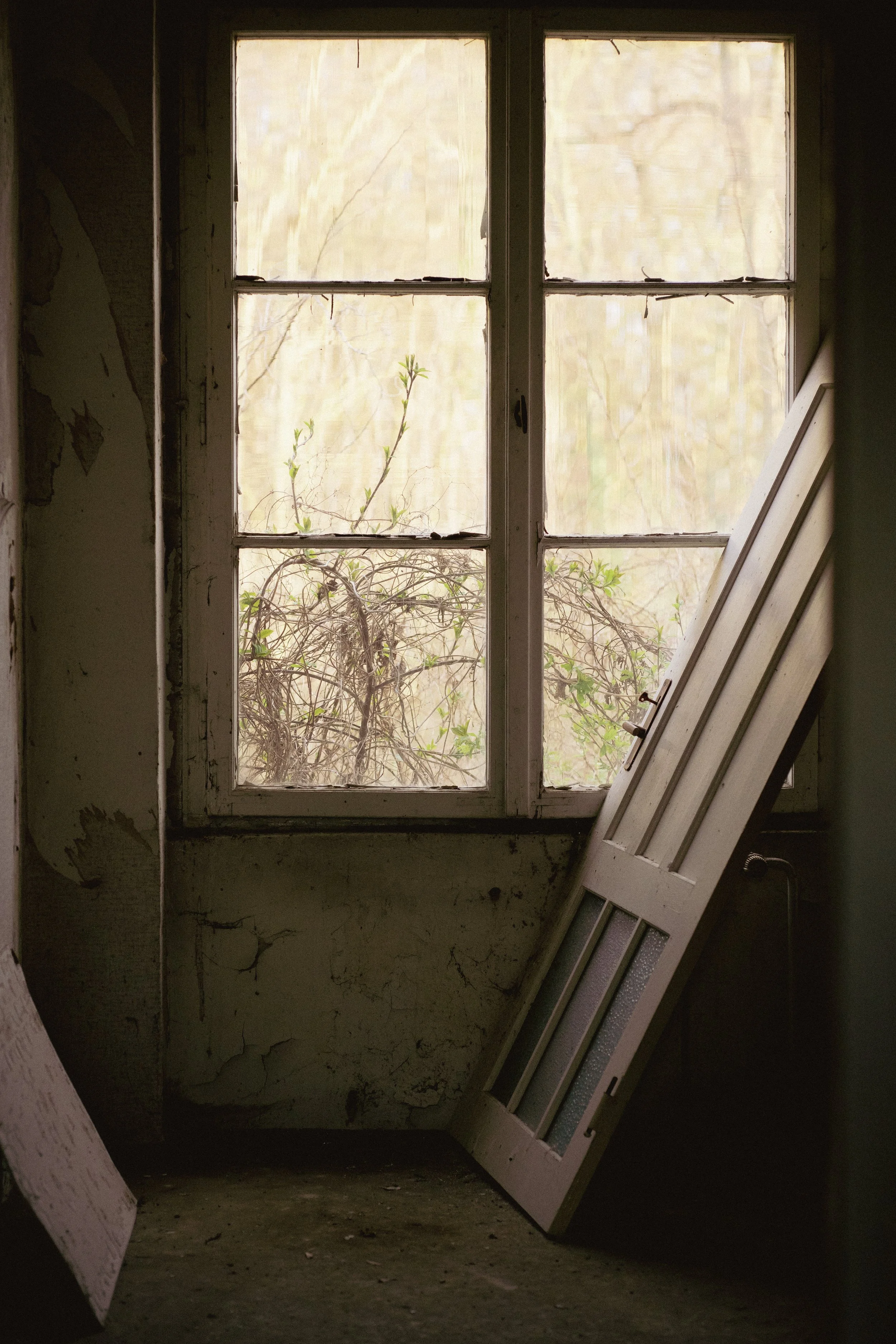 Ein altes, geschlossenes Fenster in einem verfallenen Raum, mit einem hölzernen Türstück, das dagegen lehnt, und draußen sind wuchernde Pflanzen sichtbar.