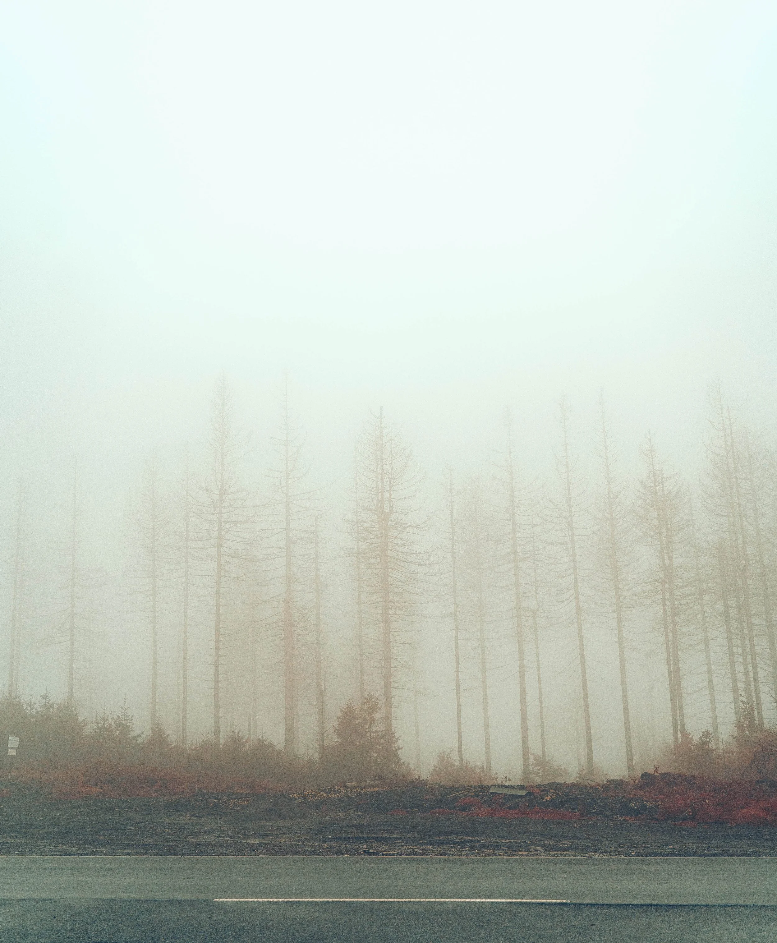 Nebelverhüllte Baumreihe am Straßenrand.