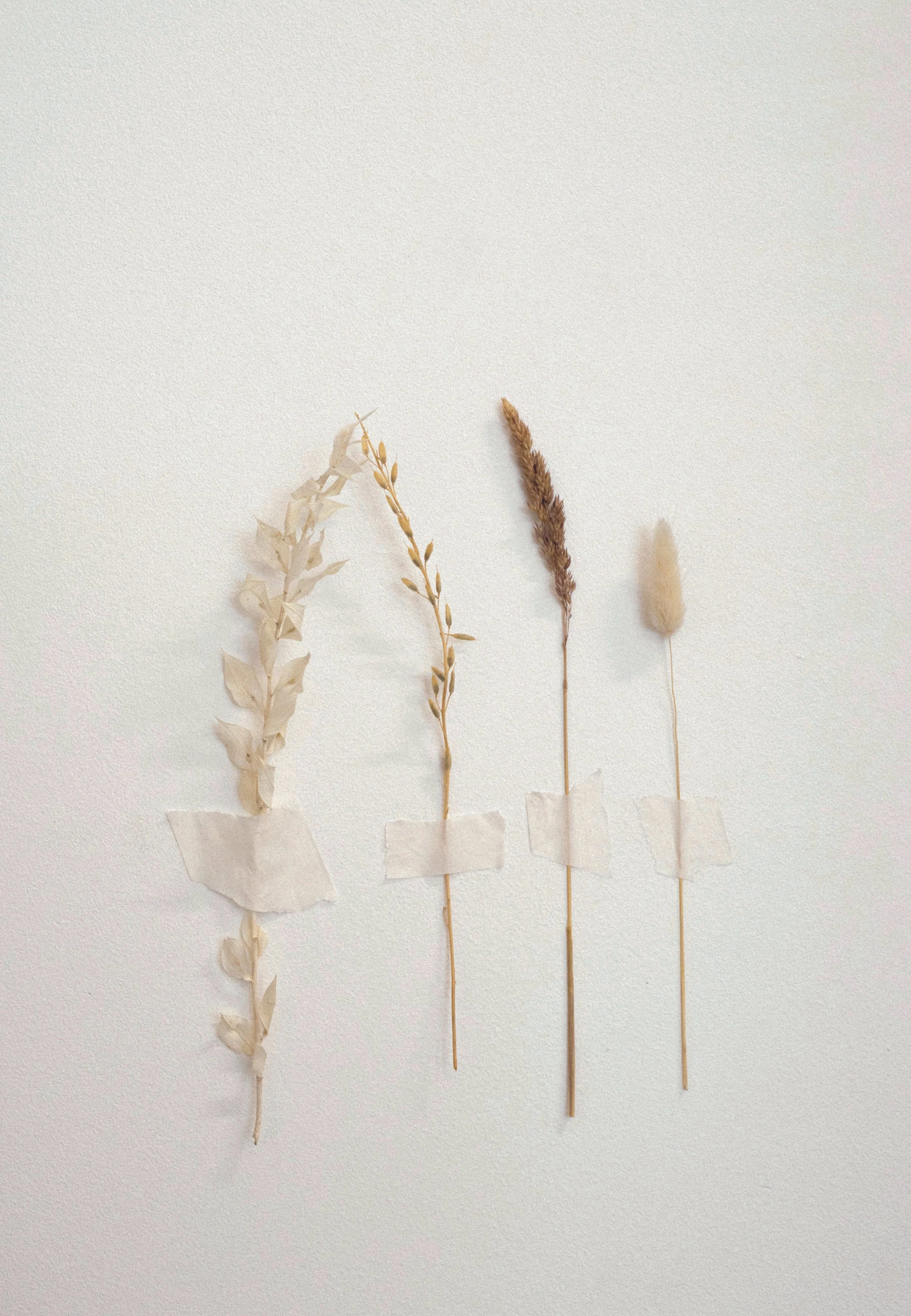 Still life imagery of wheat and grain stalks