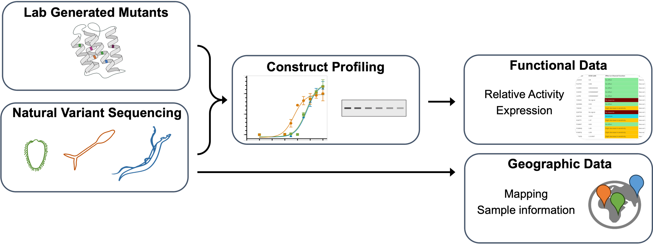 Diagram explaining workflow of the database. Input consists of lab generated mutants and natural variant sequencing which funnel 
 into construct profiling. Data output consists of functional and geographic data.