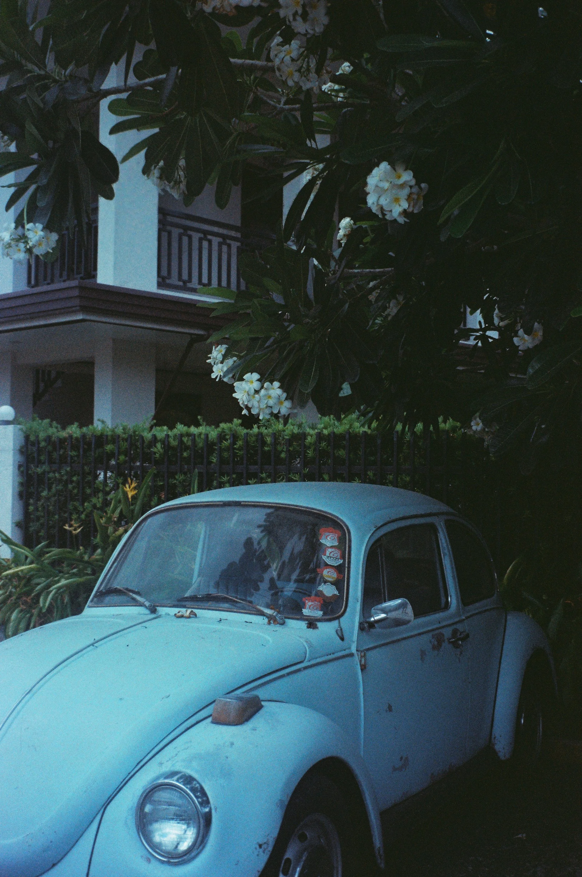 A light blue vintage Volkswagen Beetle parked in front of a residential building with plants and flowers near the street at dusk.
