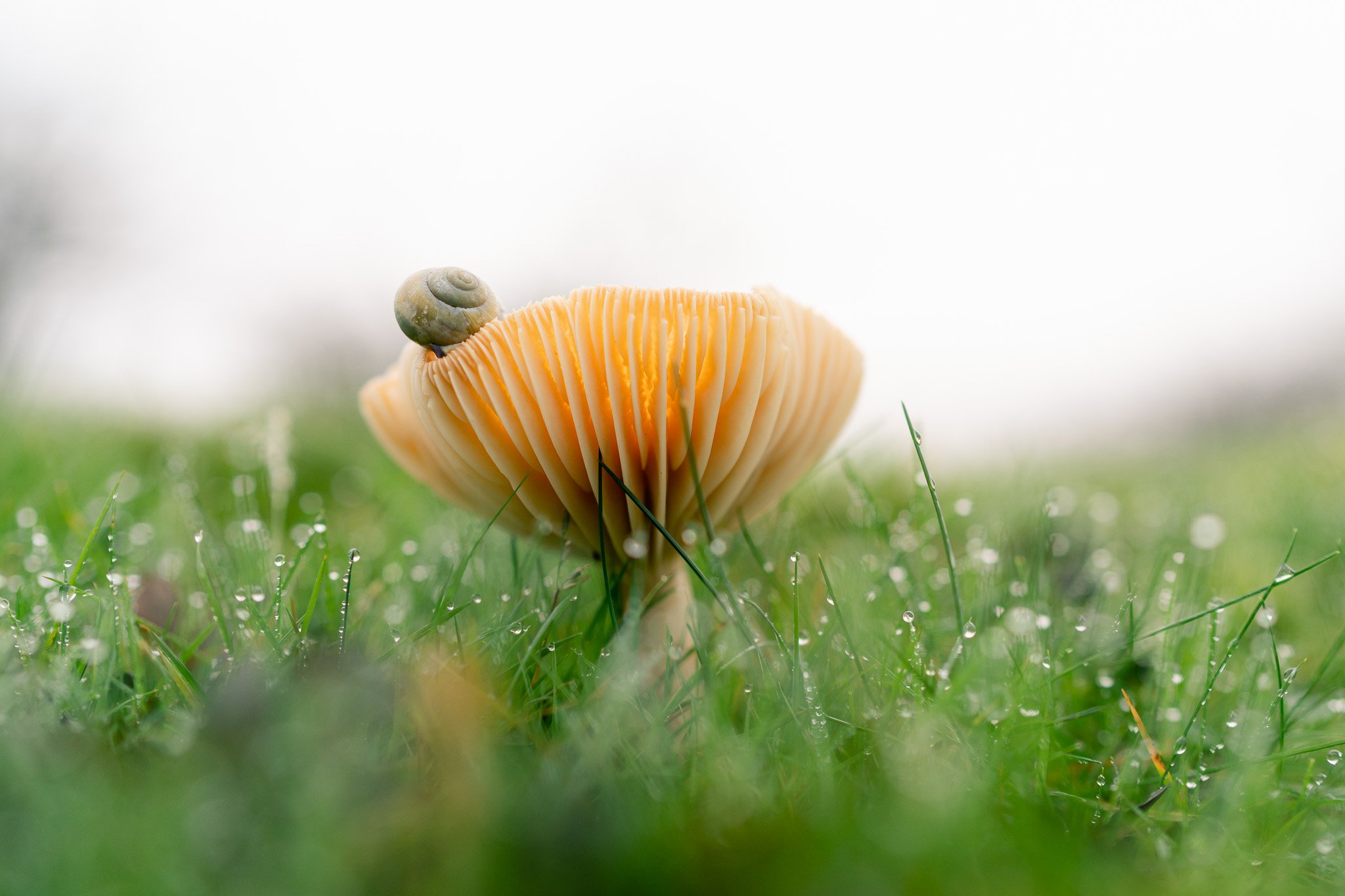 snail photographed on top of the mushroom with dew on grass around it