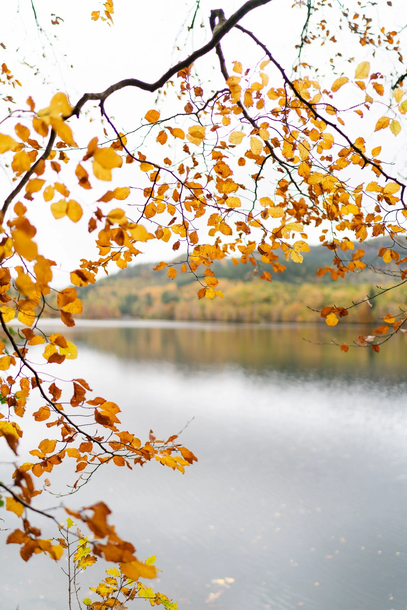 2025 10 30 ljmva online-88.jpg