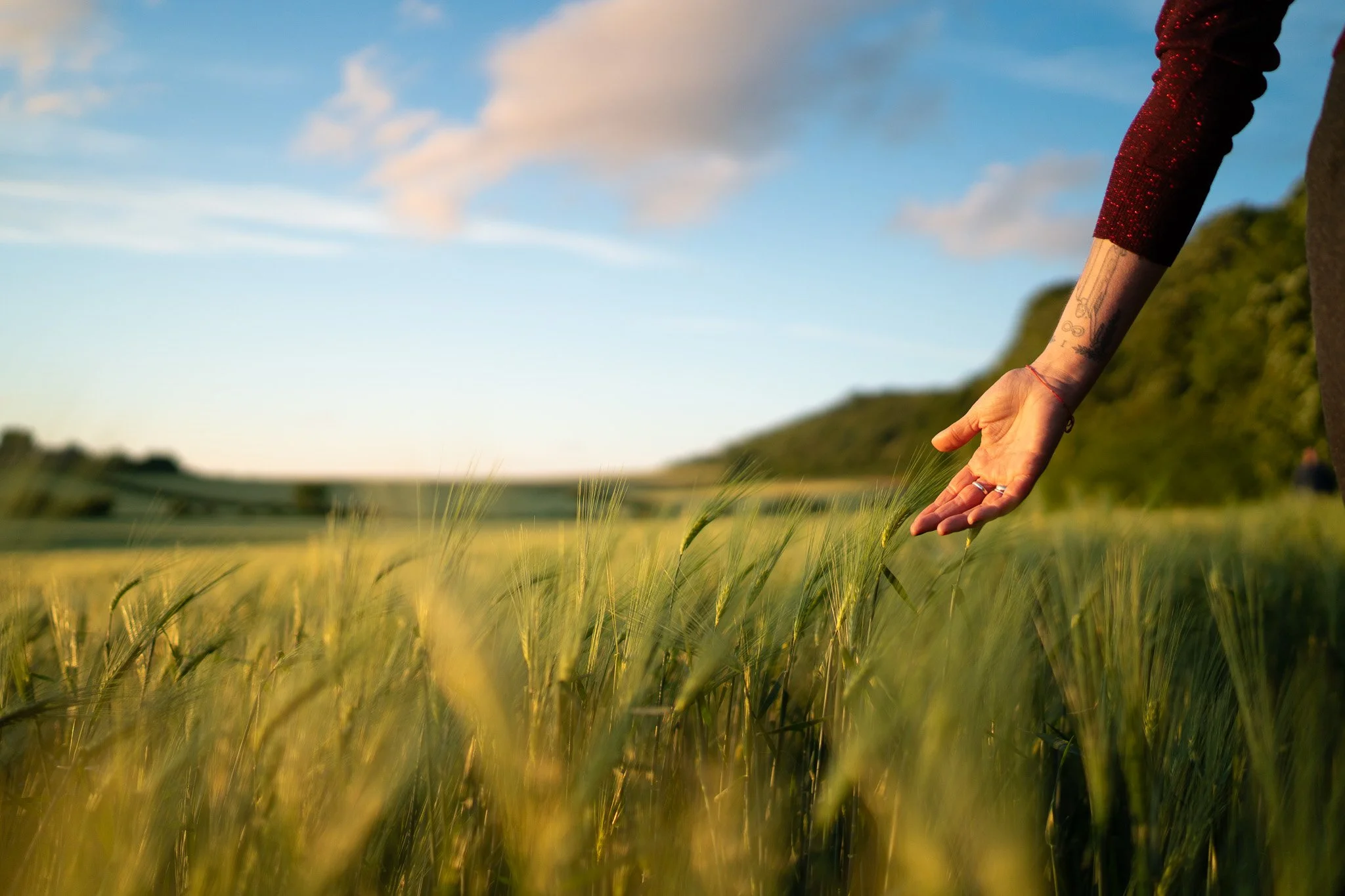 woman's hand extended to gently touch the crop in a field at sunset
