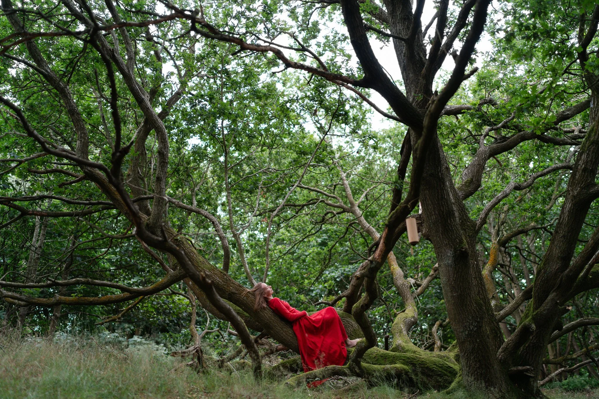 portrait in nature, women on a big tree in red dress