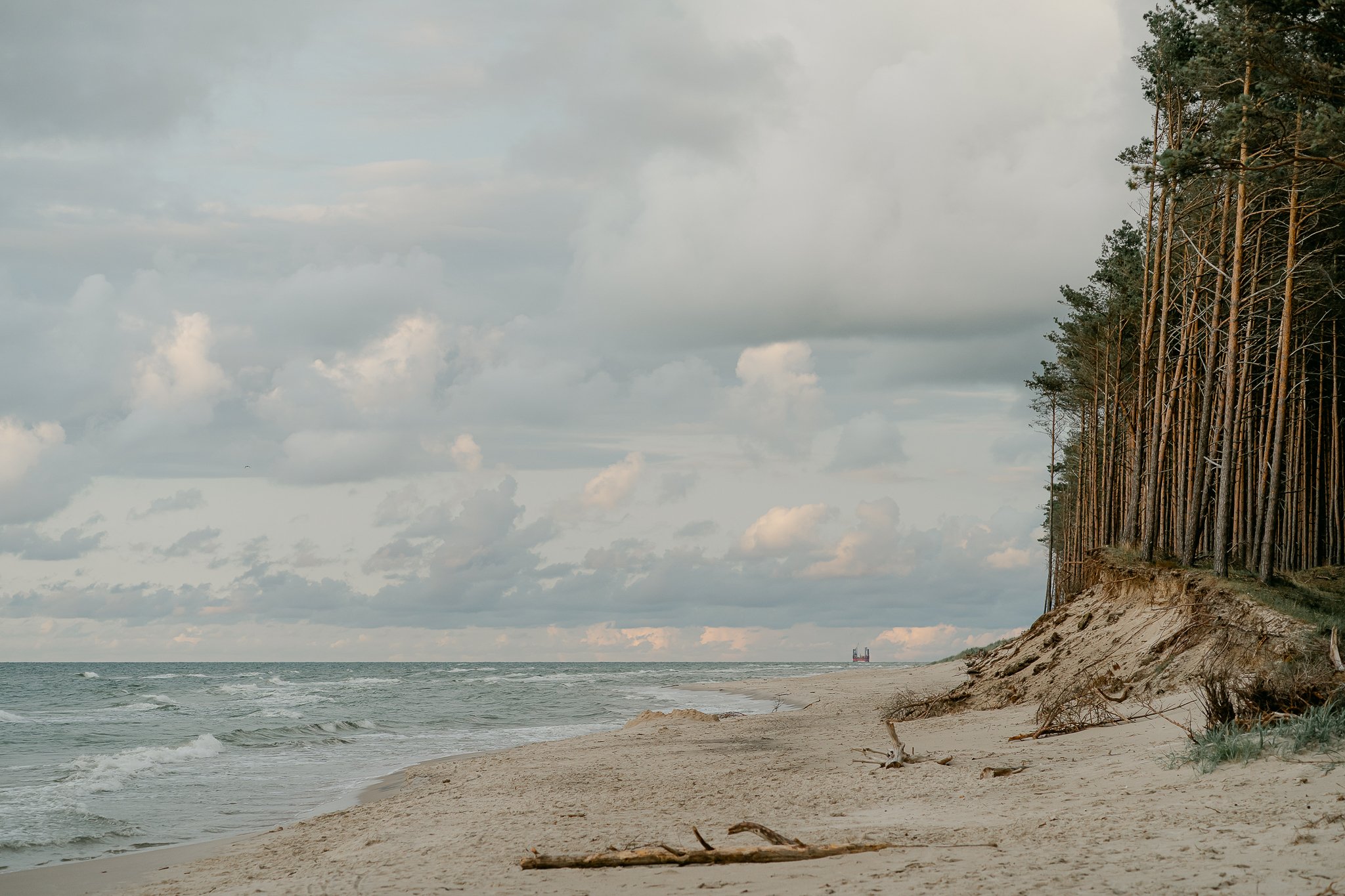 Baltic beach with pine woods and dunes photographed at sunset