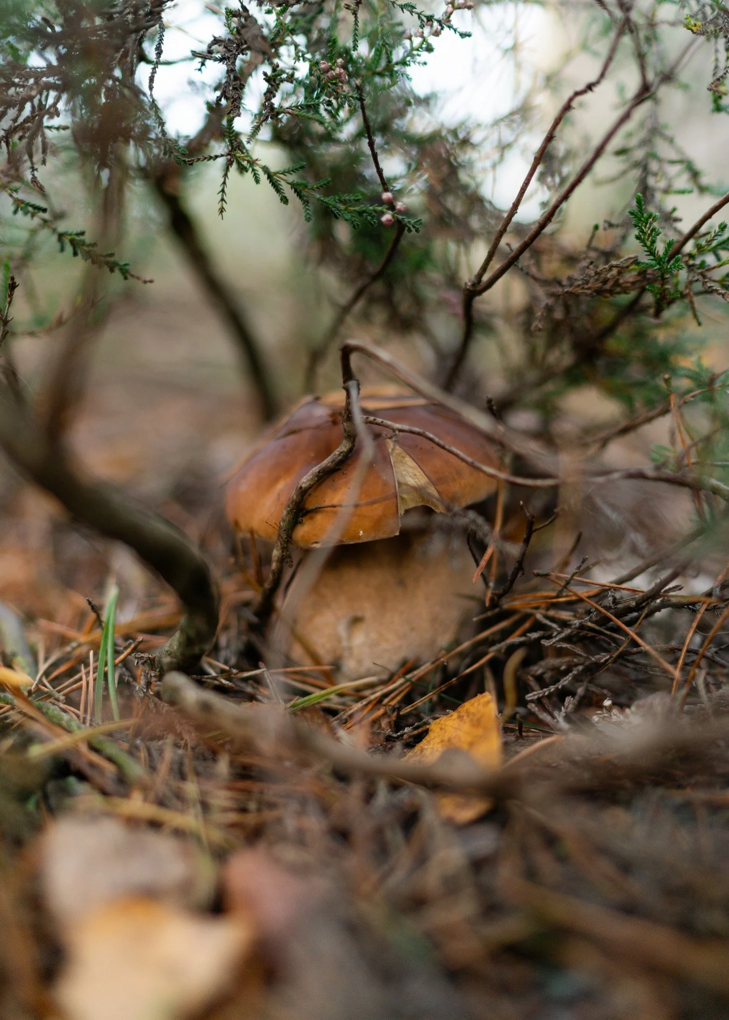 Postcards from Nature