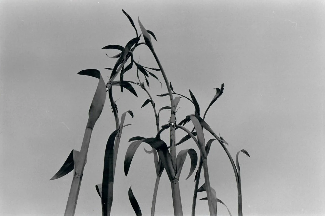 This is a photo of a sculpture at Como Zoo and Conservatory in St. Paul, MN. I hadn't noticed this before and though it might look interesting with black and white film.