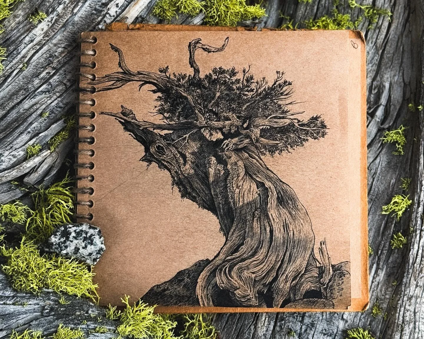 After sharing this drawing of the Juniper, I felt inspired to let *a few* more pages of this sketchbook out into the world. There's so many more sketches in there that a part of me wishes I could share, but, there's also something about keeping a por