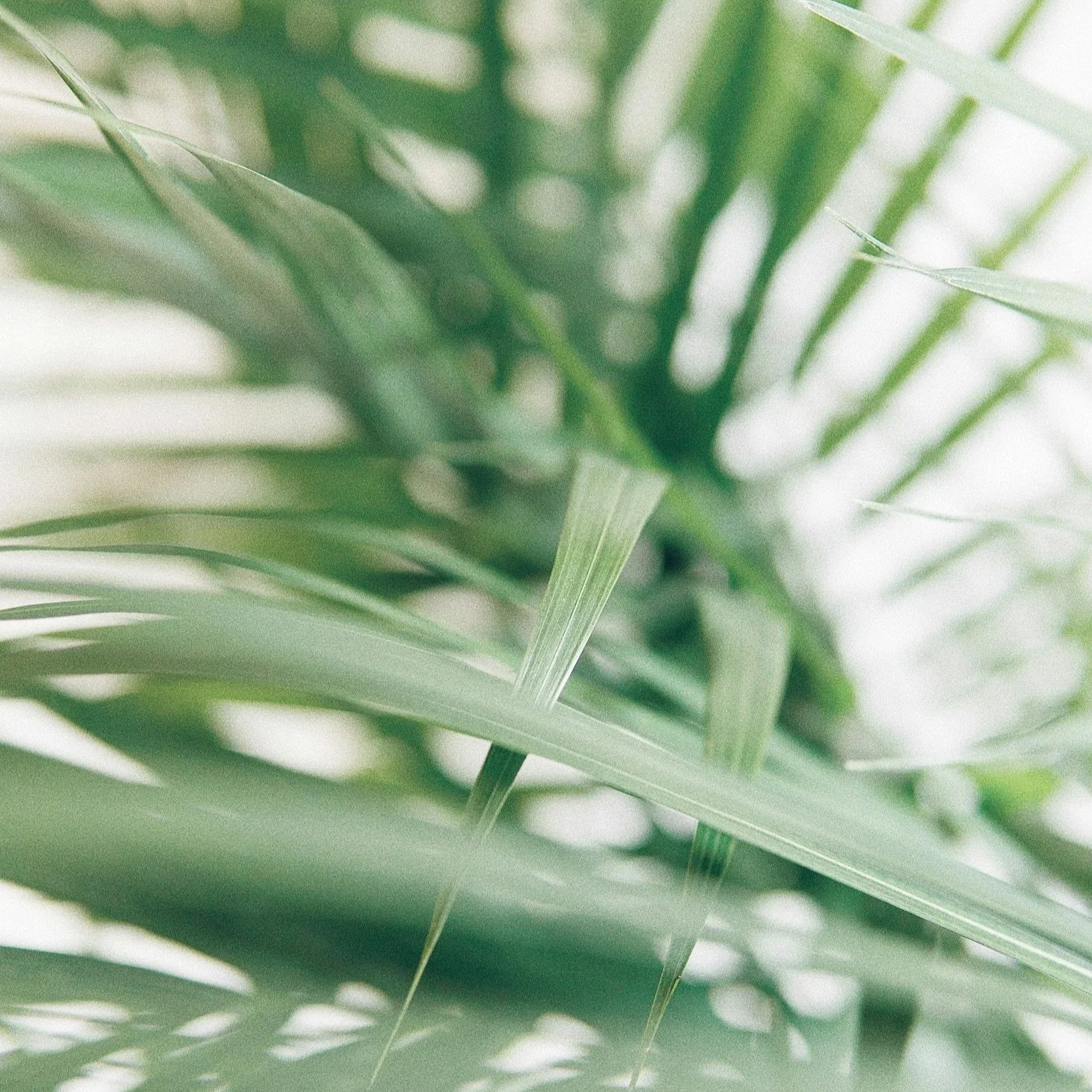 Palm Sunday