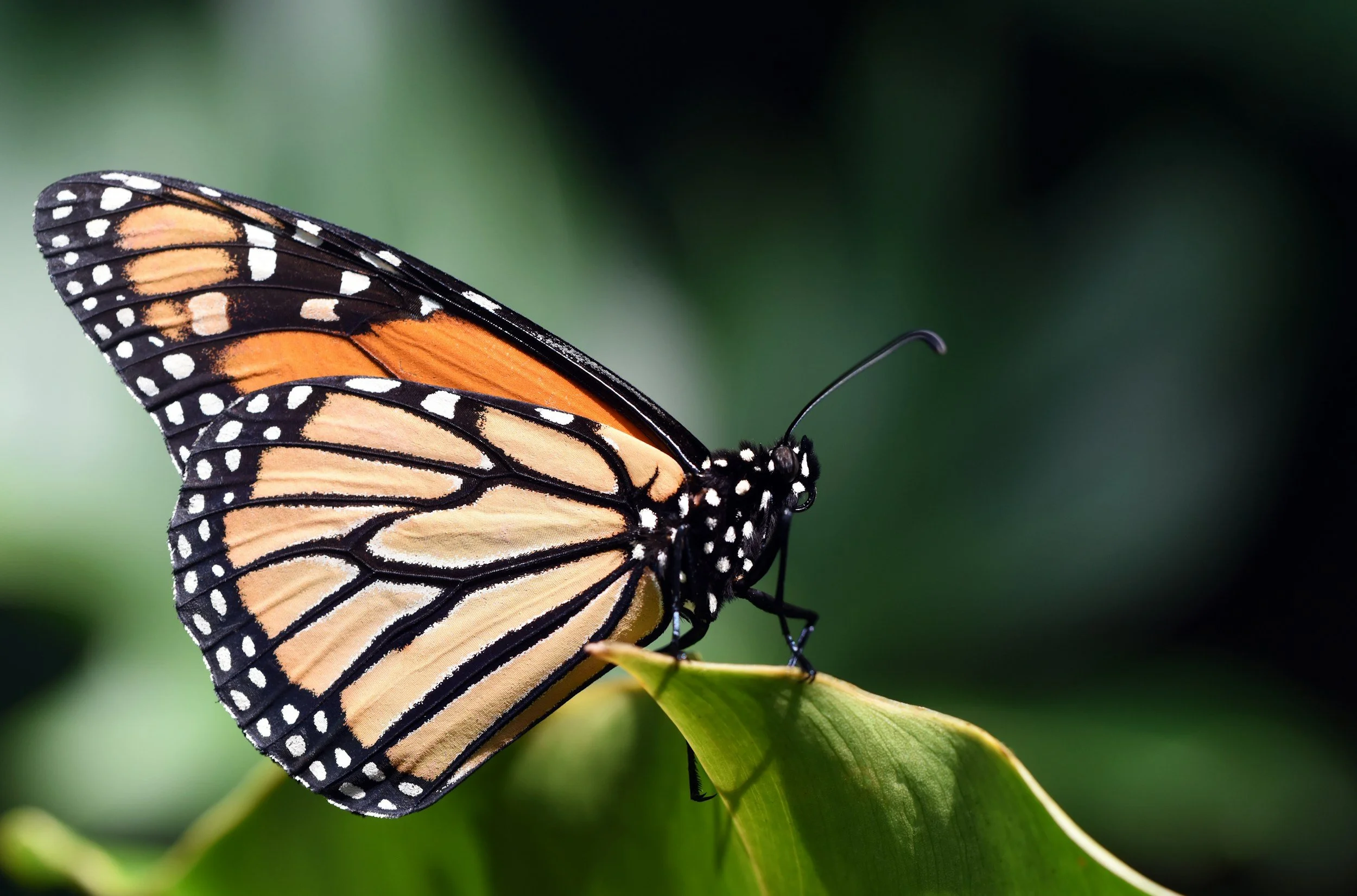 The Caterpillar Has No Memory of Wings
