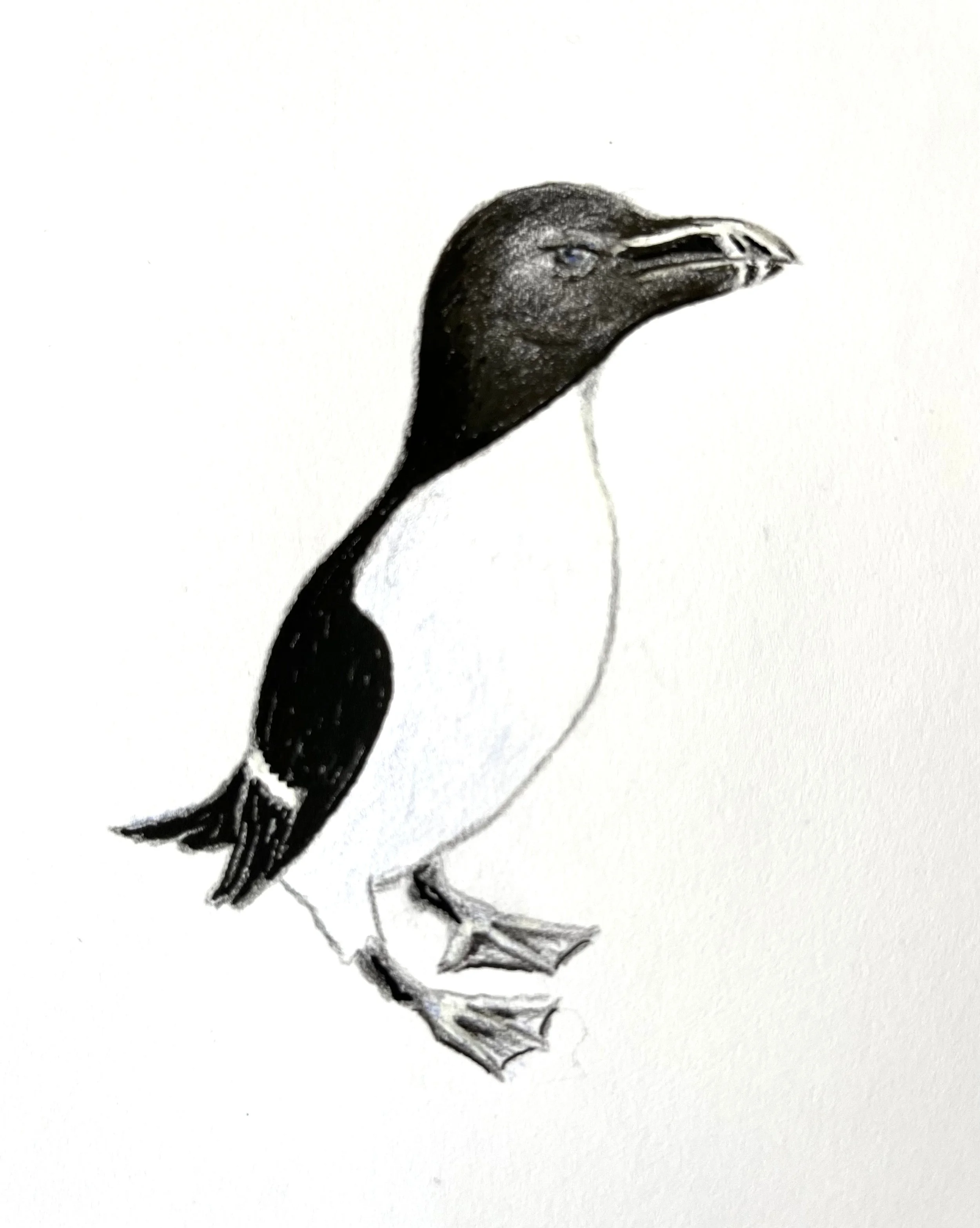 Razorbill (Birbfest 2026)