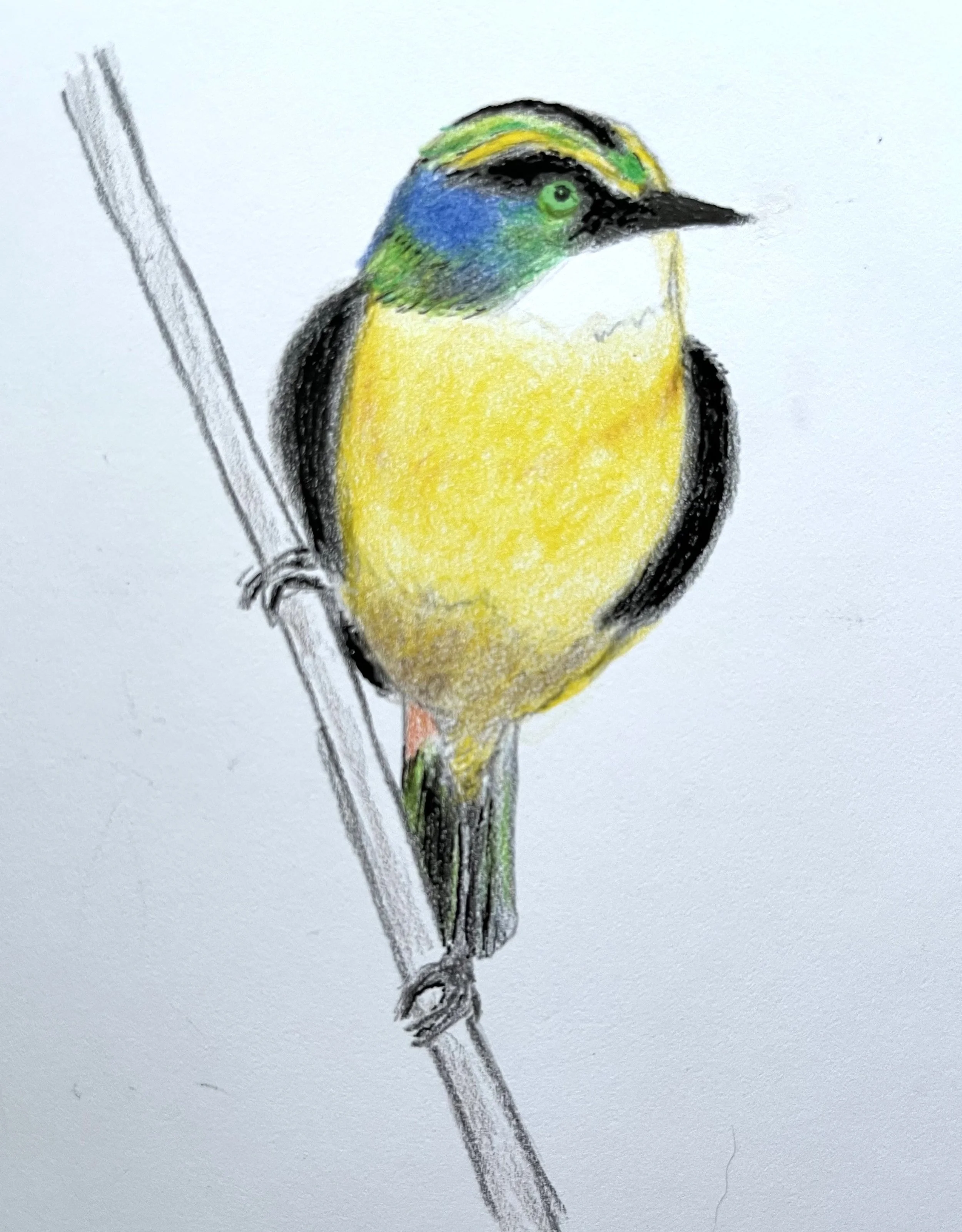 Manycolored Rush Tyrant (Birbfest 2026)