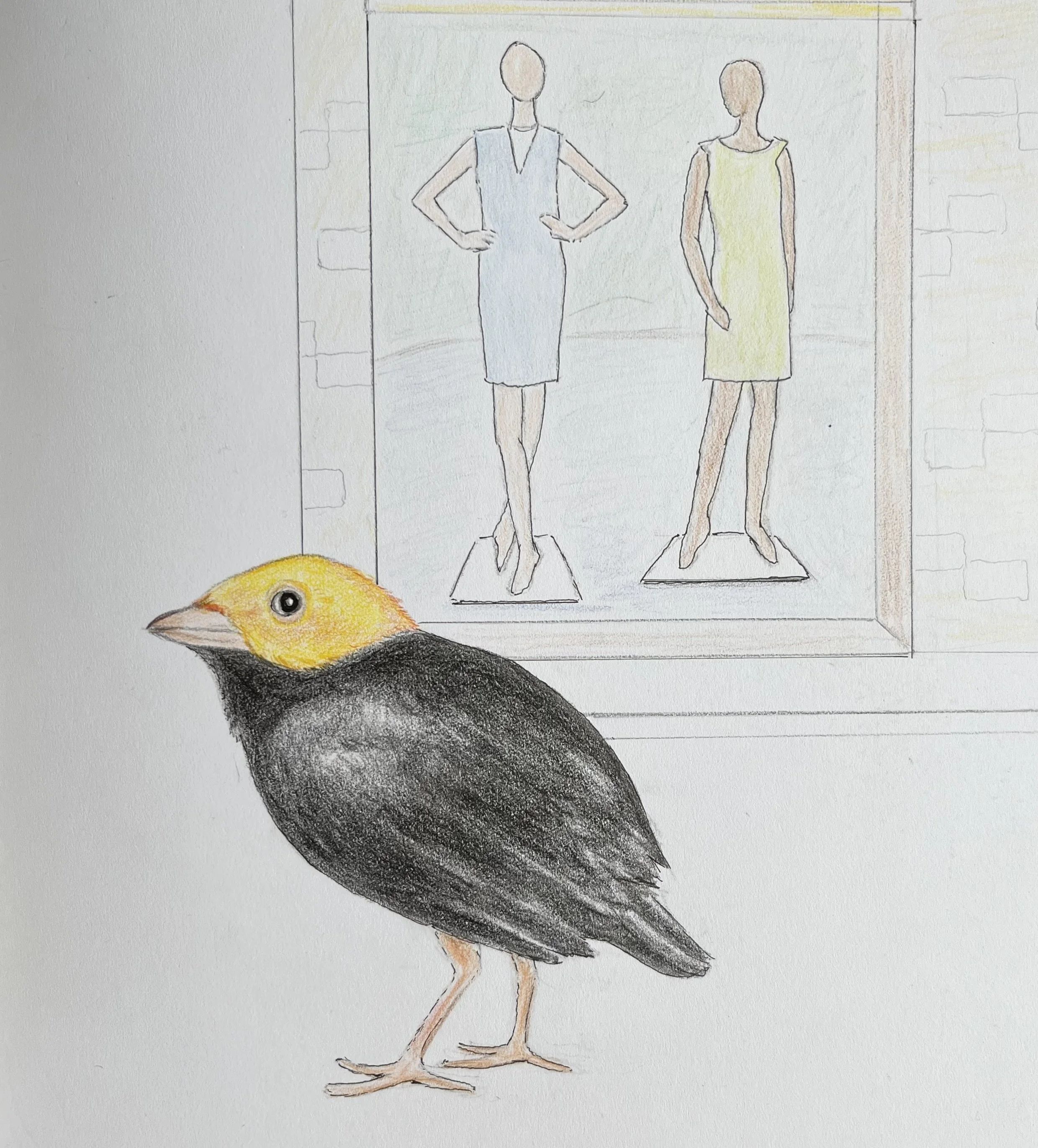 Golden Manakin (Birbfest 2026)