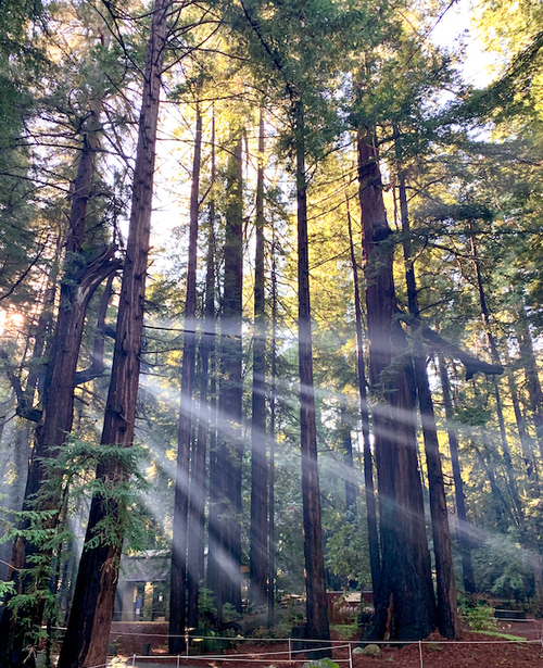 Sunshine in the Redwoods