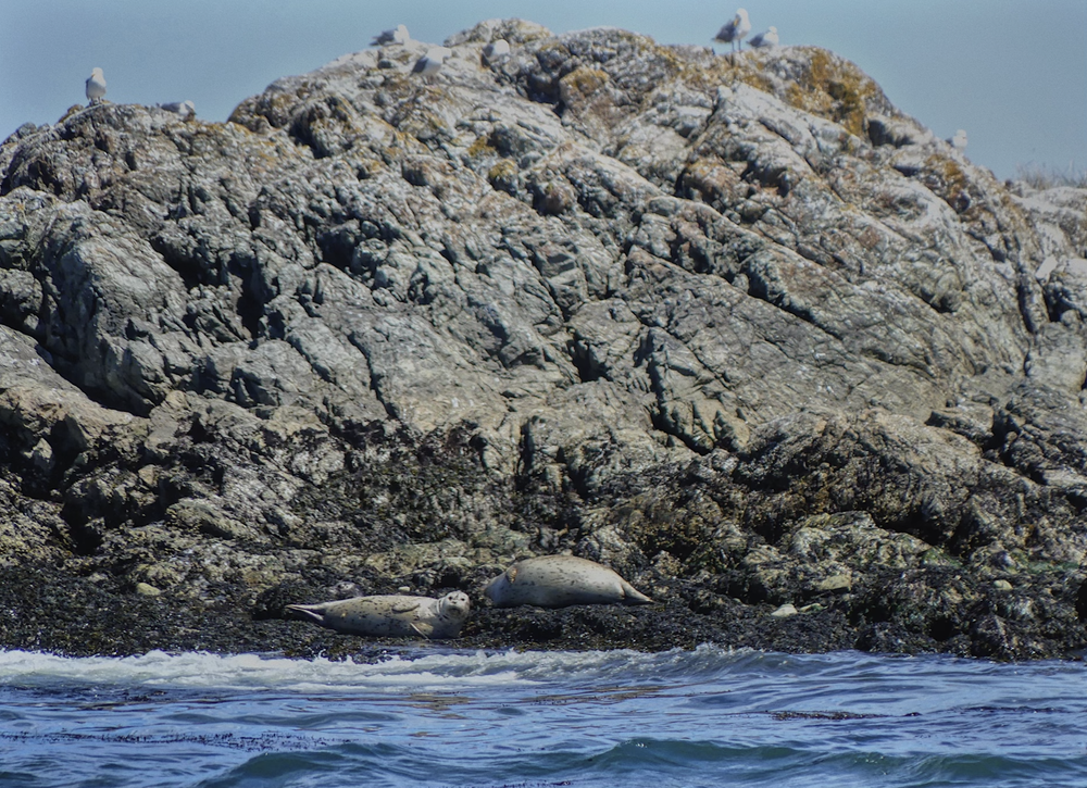 Lounging in Victoria, B.C.