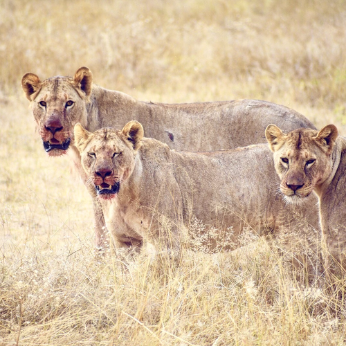 Feast in Kenya