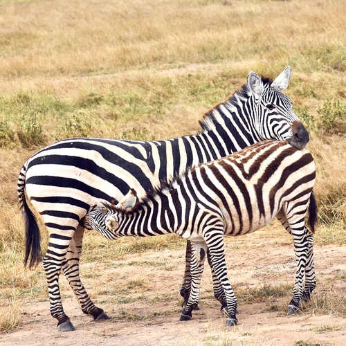 Lunchtime in Kenya