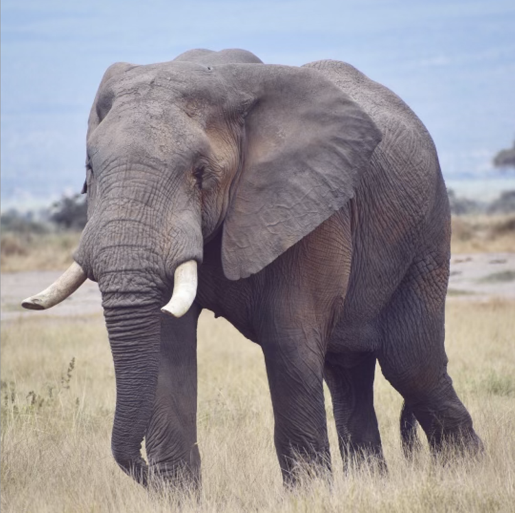 Observing in Kenya