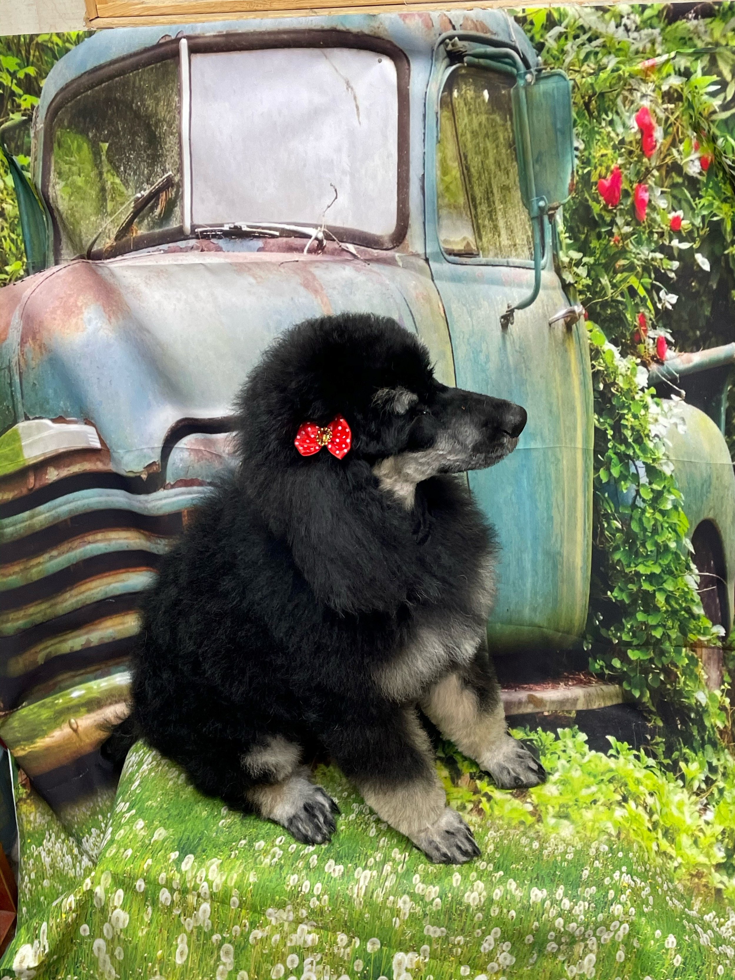 Jazz first groom.jpg