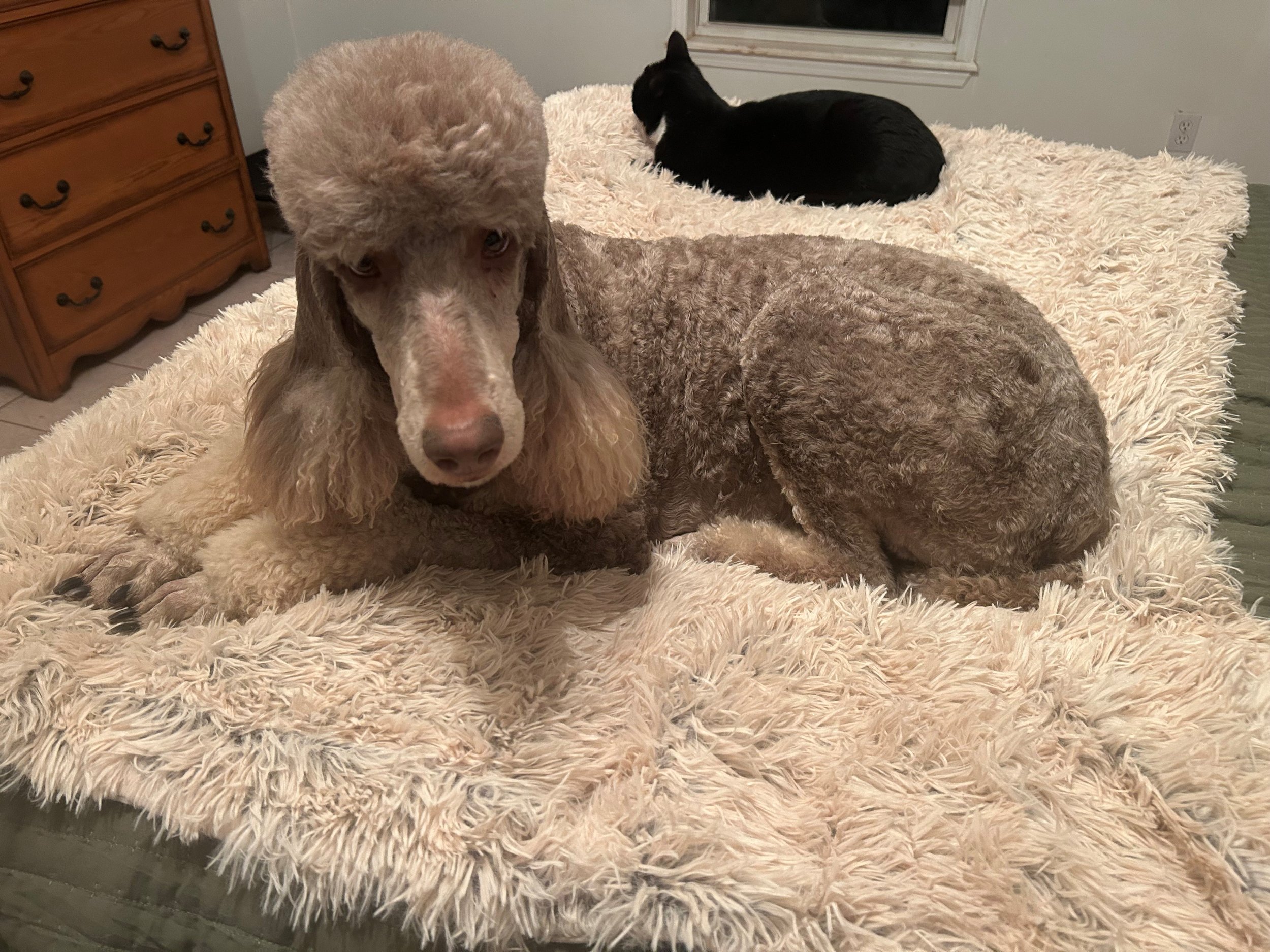 Bell on bed.jpg