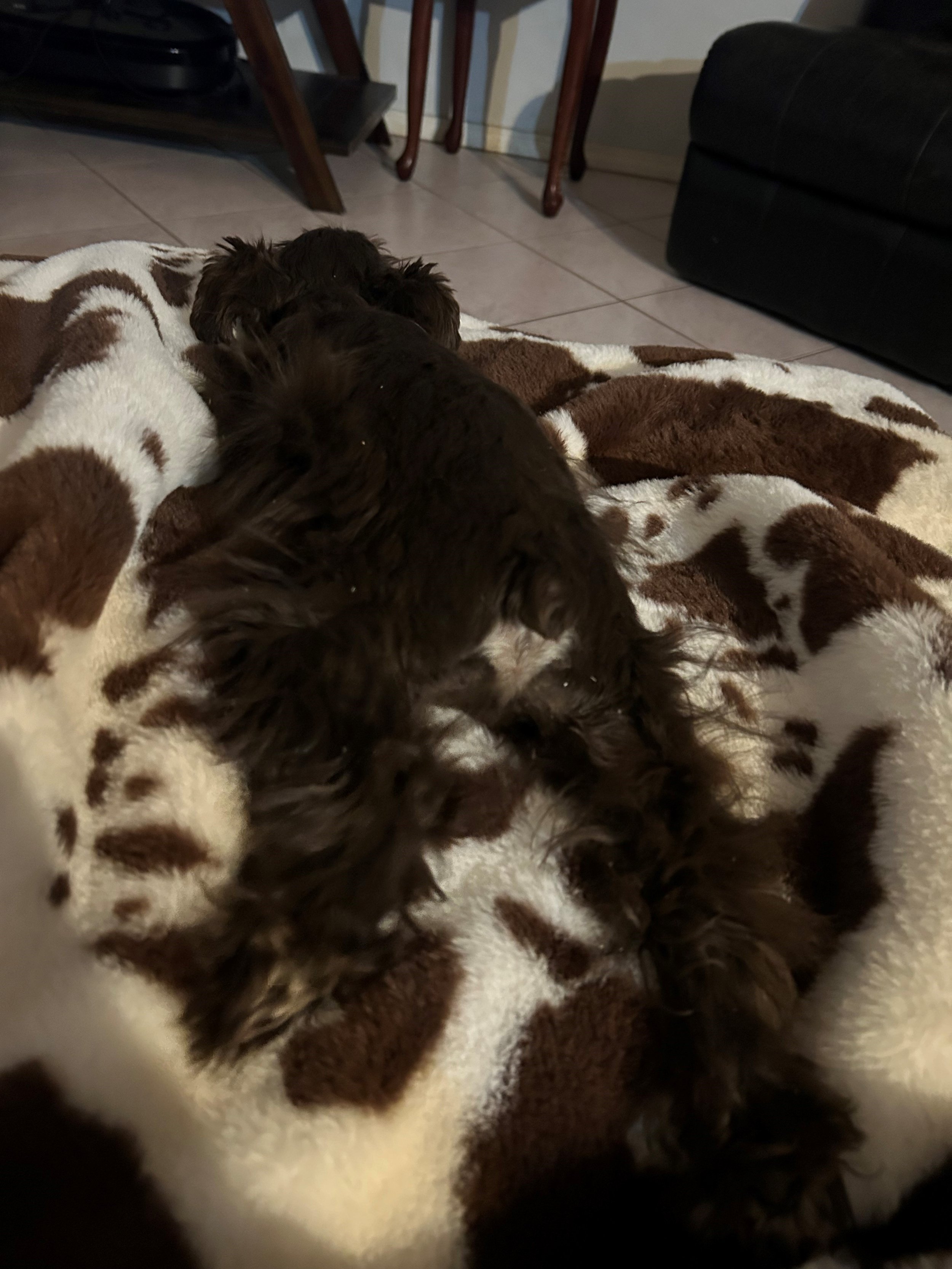 Ben on blanket.jpg