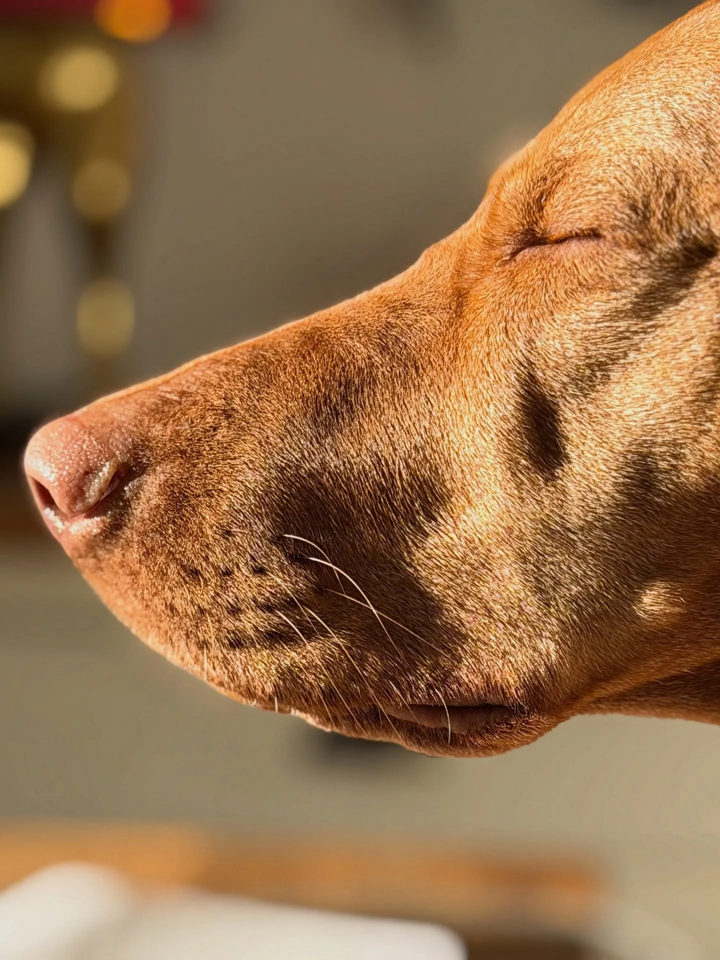 Wann wird es endlich Fr&uuml;hling? ☀️

Amsel wei&szlig; es vermutlich l&auml;ngst.
Augen zu. Nase hoch. Sonne im Gesicht.

Wer von euch ist auch bereit f&uuml;r mehr W&auml;rme und lange Spazierg&auml;nge? &hearts;️

#Vizsla #Fr&uuml;hlingsgef&uuml;