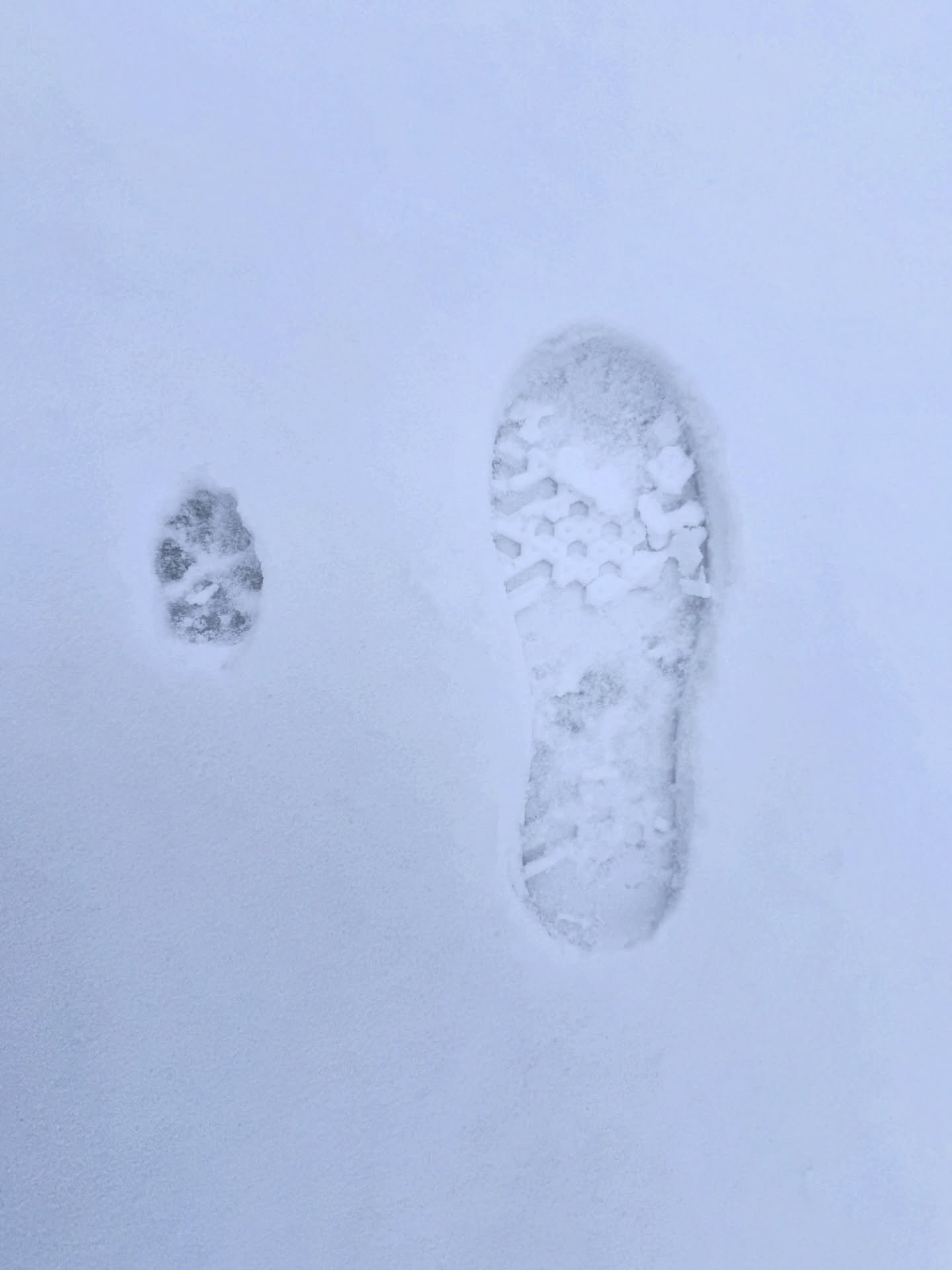 Schneespaziergang = noch mehr zu erleben 🤍  #lovemydog