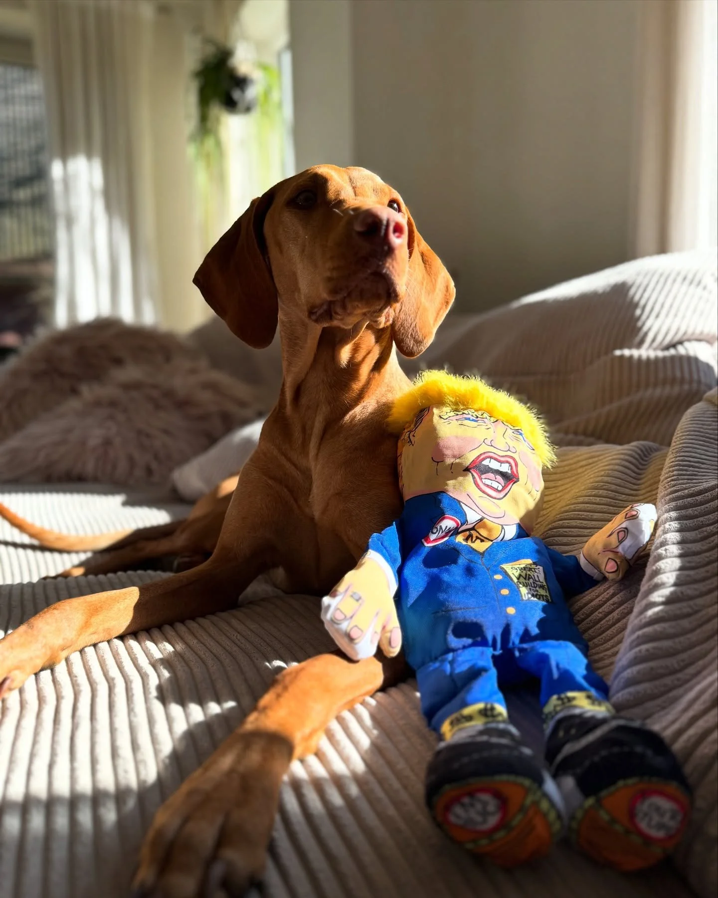 Mr. President ist back! Er wollte die Welt regieren &ndash; jetzt regiert dein Hund ihn.
Er hat alles: peinliche Frisur, dickes Ego, null Substanz. Und bald: Bissspuren. &Auml;hnlichkeiten mit lebenden  Politikern sind selbstverst&auml;ndlich Fake Ne