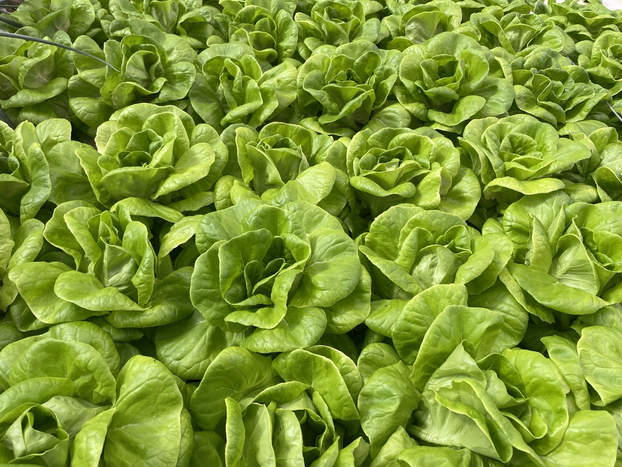 Big Tex Urban Farms: Building Bridges with Fair Park Neighbors