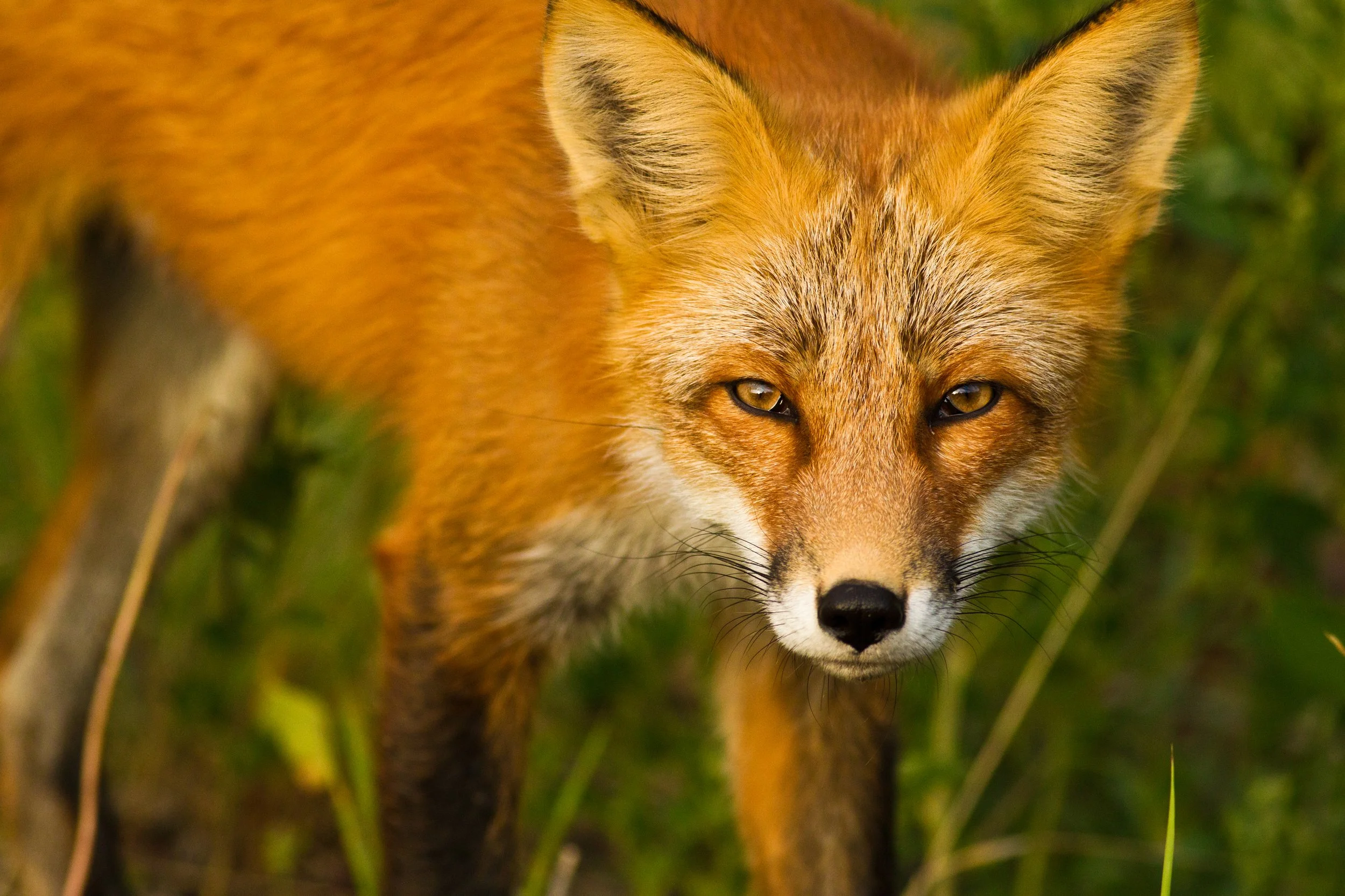Yukon Wildlife Preserve Fox