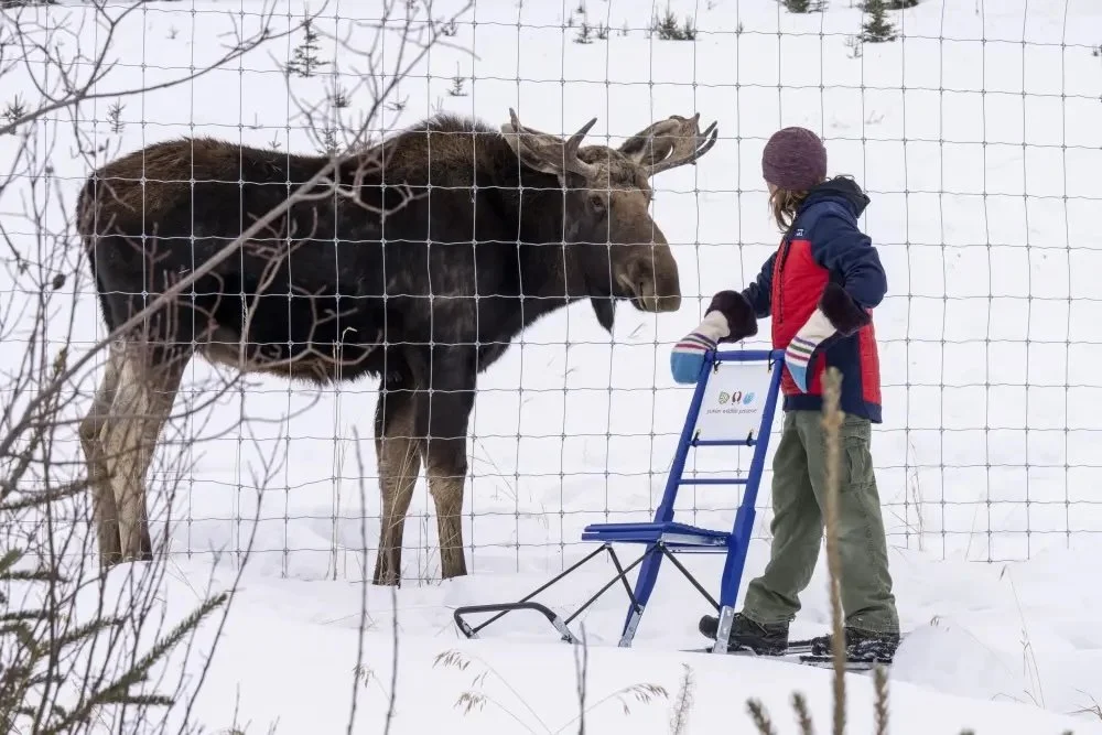 mkelly editYWP moose kicksled.jpeg
