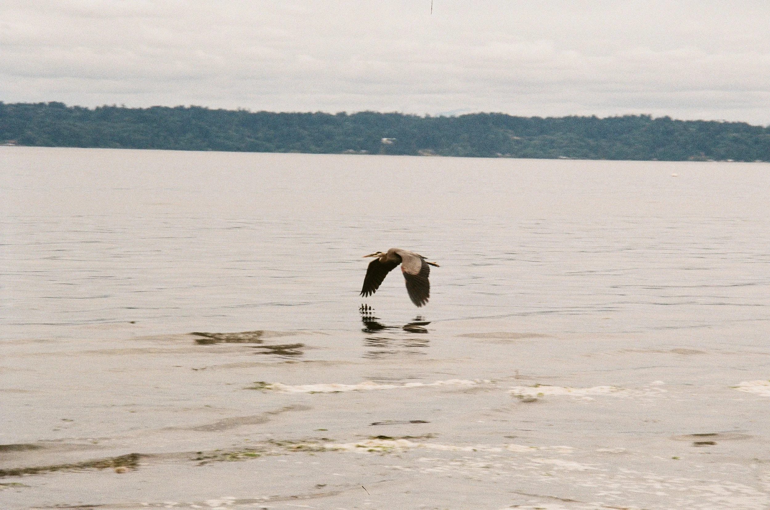 A Great Blue Heron flies above the Puget Sound at Seahurst Beach Park in Burien, Wash.
