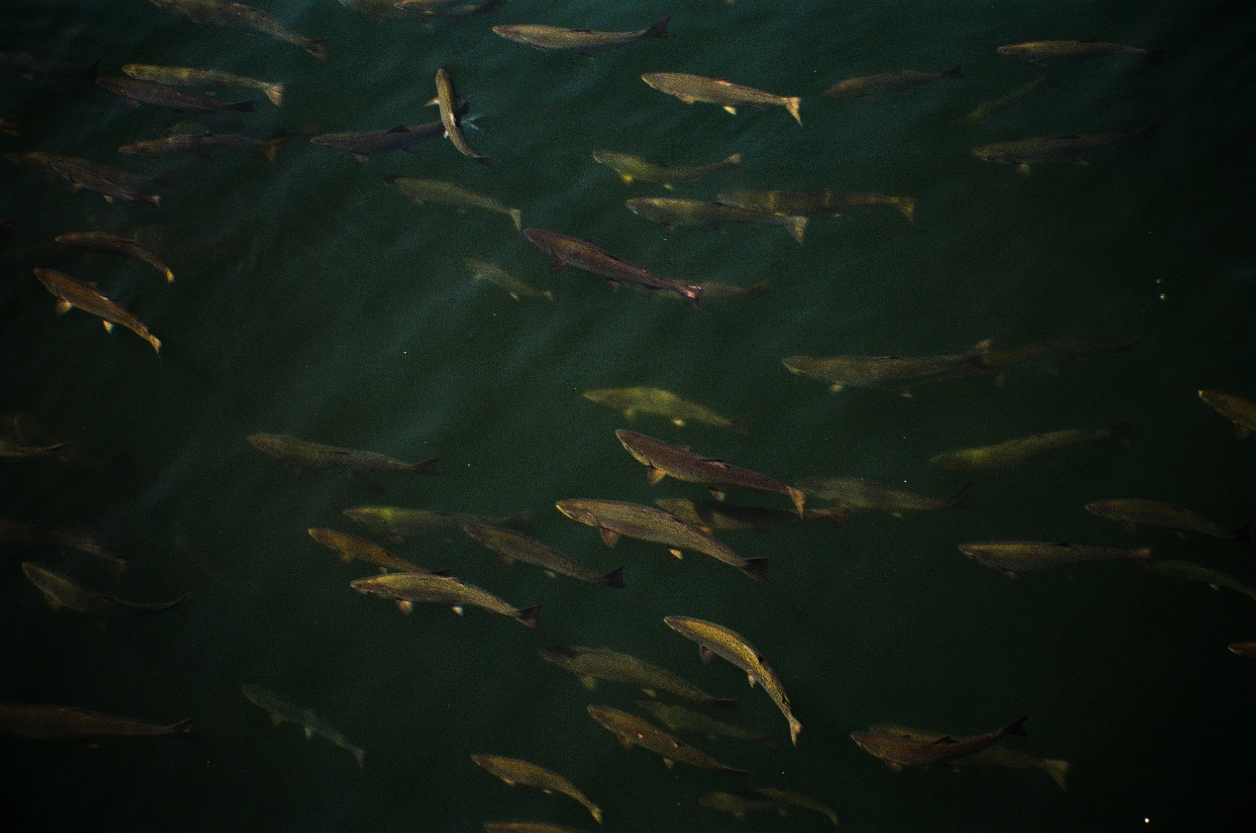 AislinnJones_SalmonRun_Currents.jpg