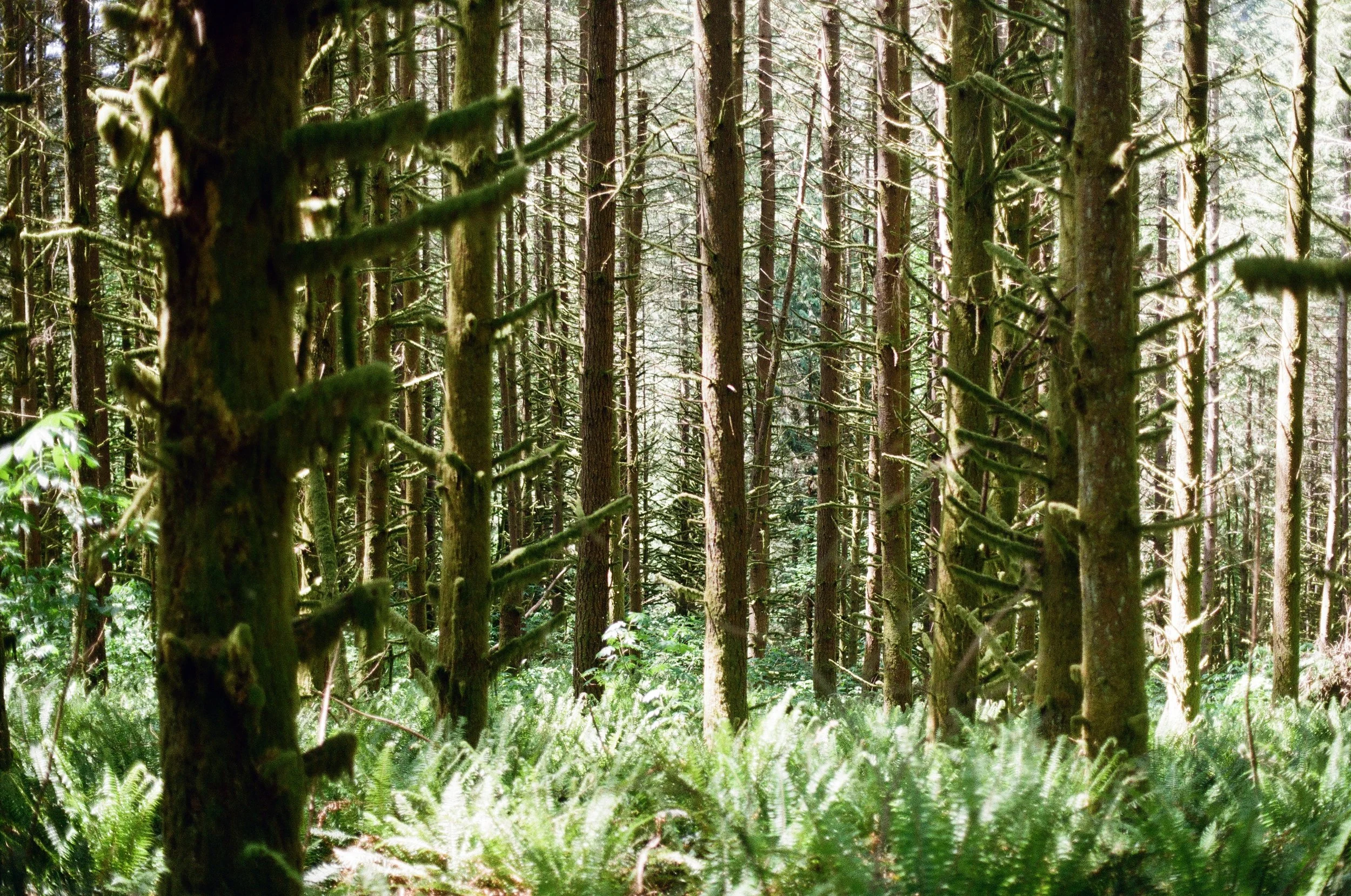 Moss adorns trees in a forest located in Snohomish, Wash.