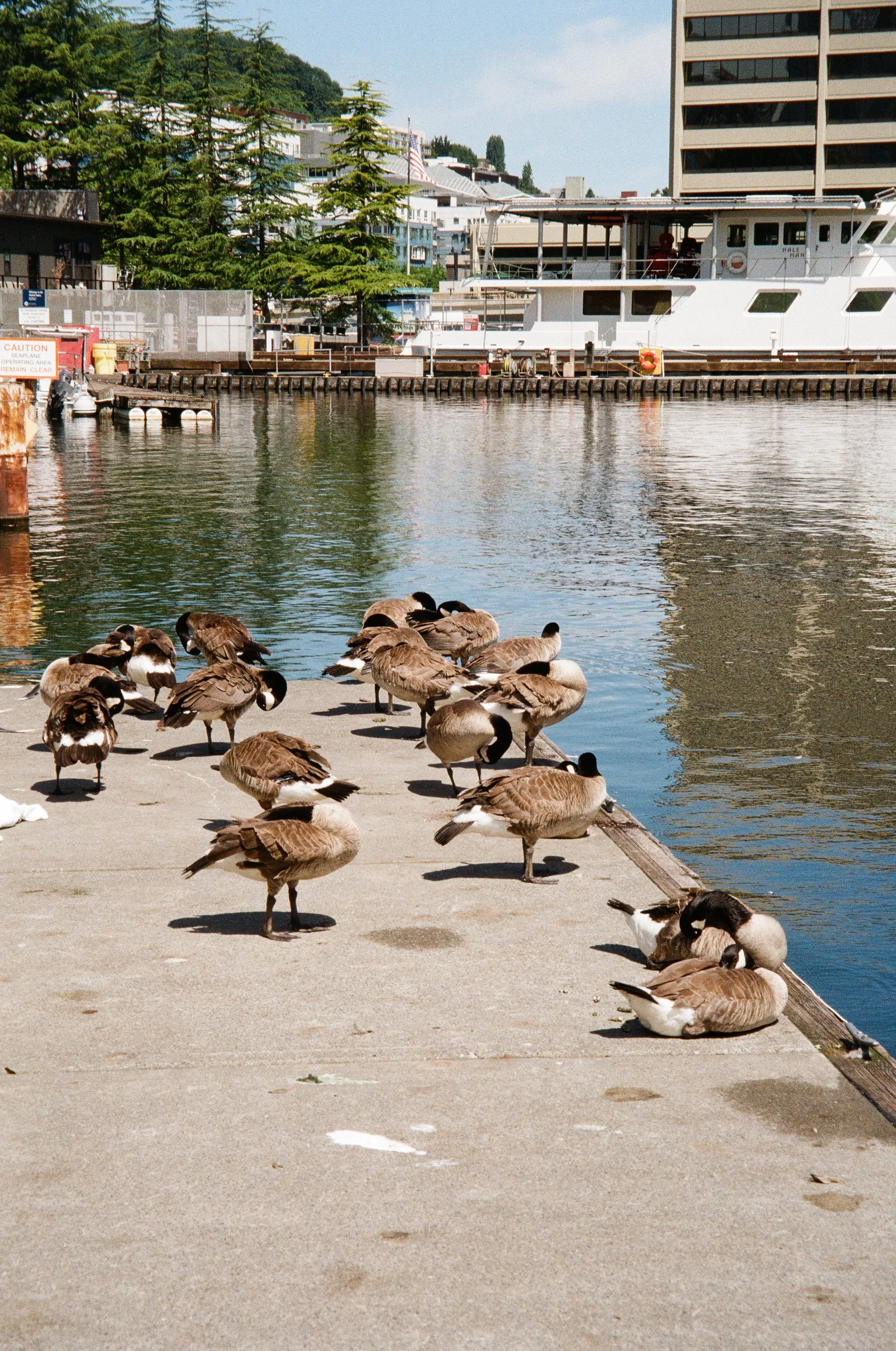 Canadian geese resting on a dock in the South Lake Union neighborhood of Seattle, Wash.