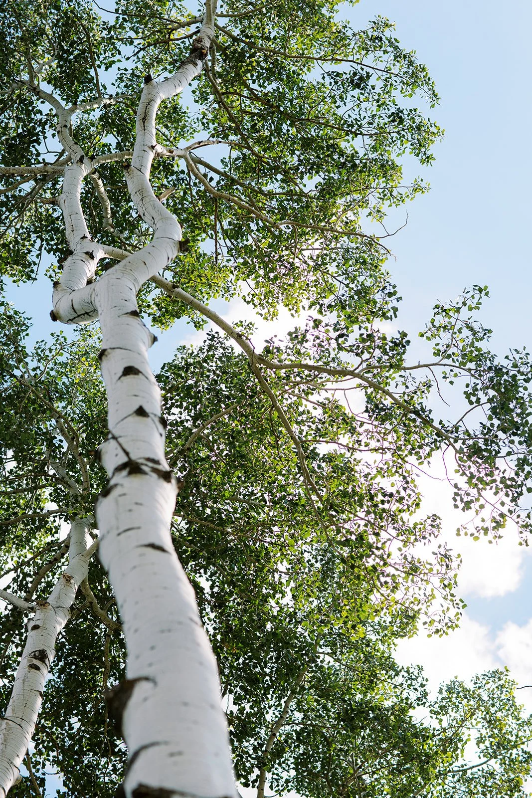 aspen grove wedding, white wedding arch, birch wood arch, steamboat springs florist