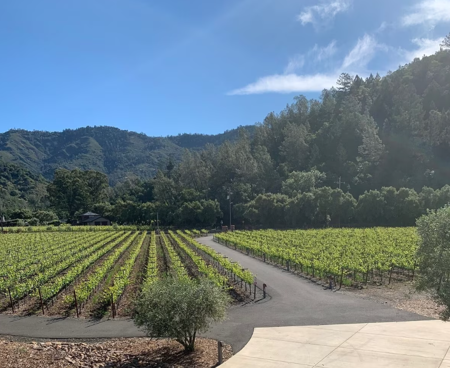 Calistoga Cabernet Sauvignon 