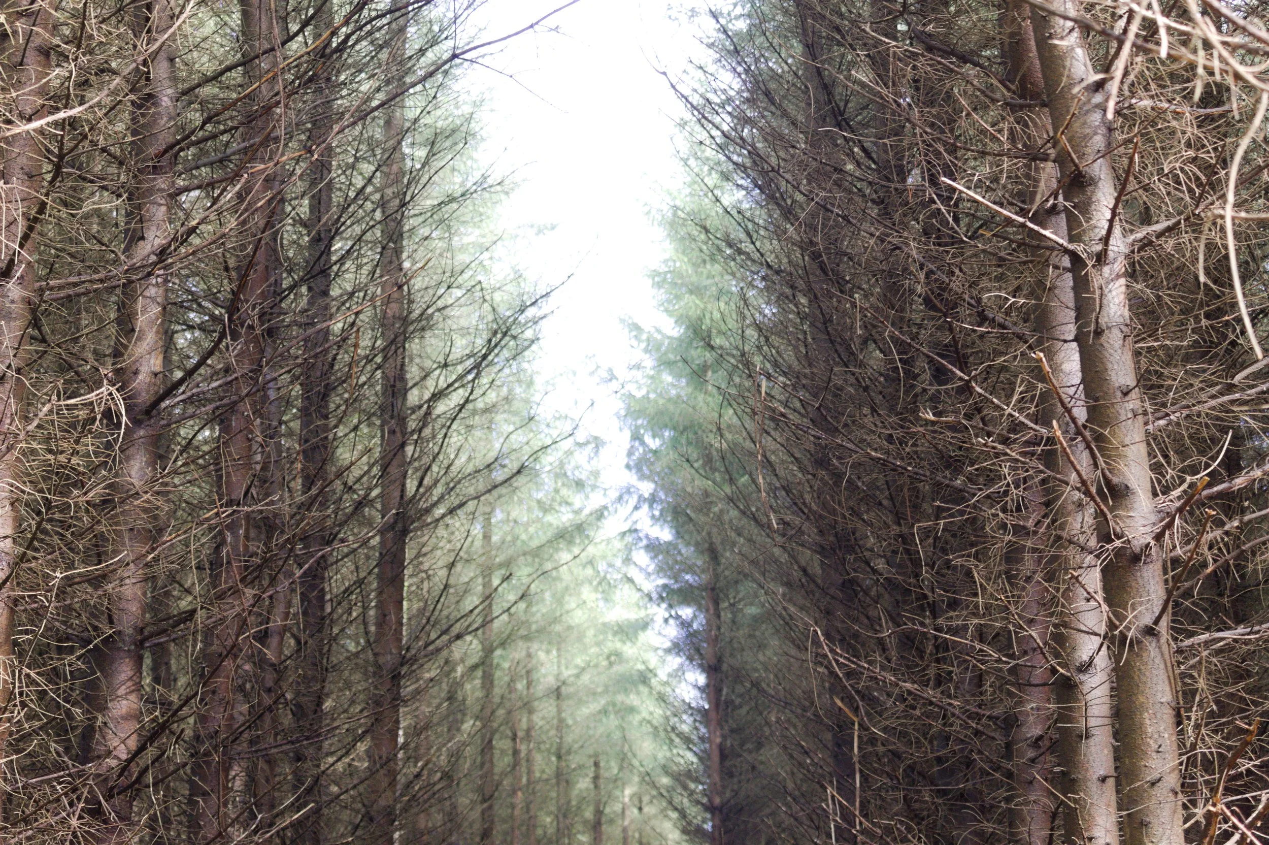 A forest scene with tall, closely spaced trees on either side, forming a natural path or corridor.