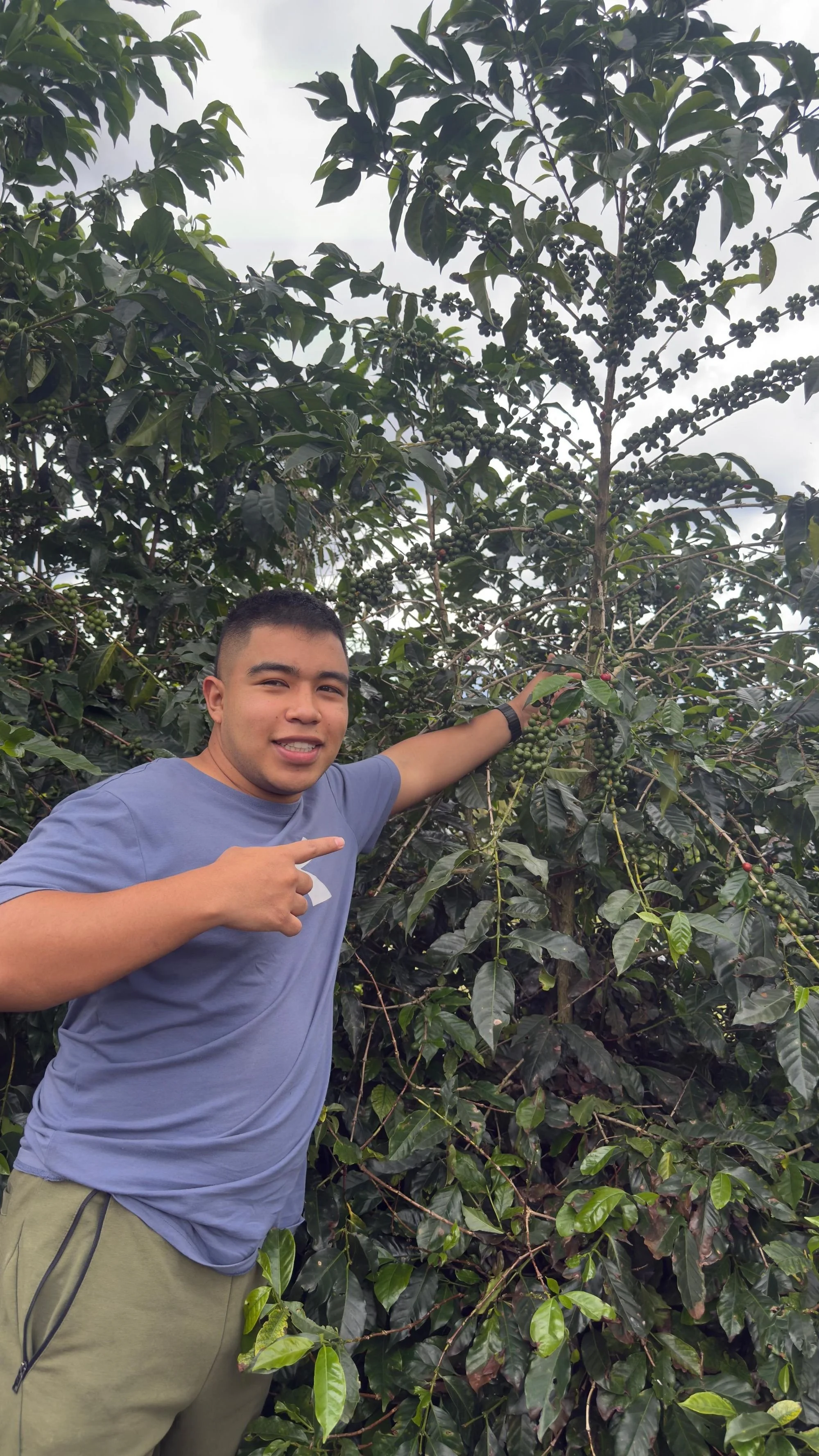 Andres Martinez, cafe verde.jpeg