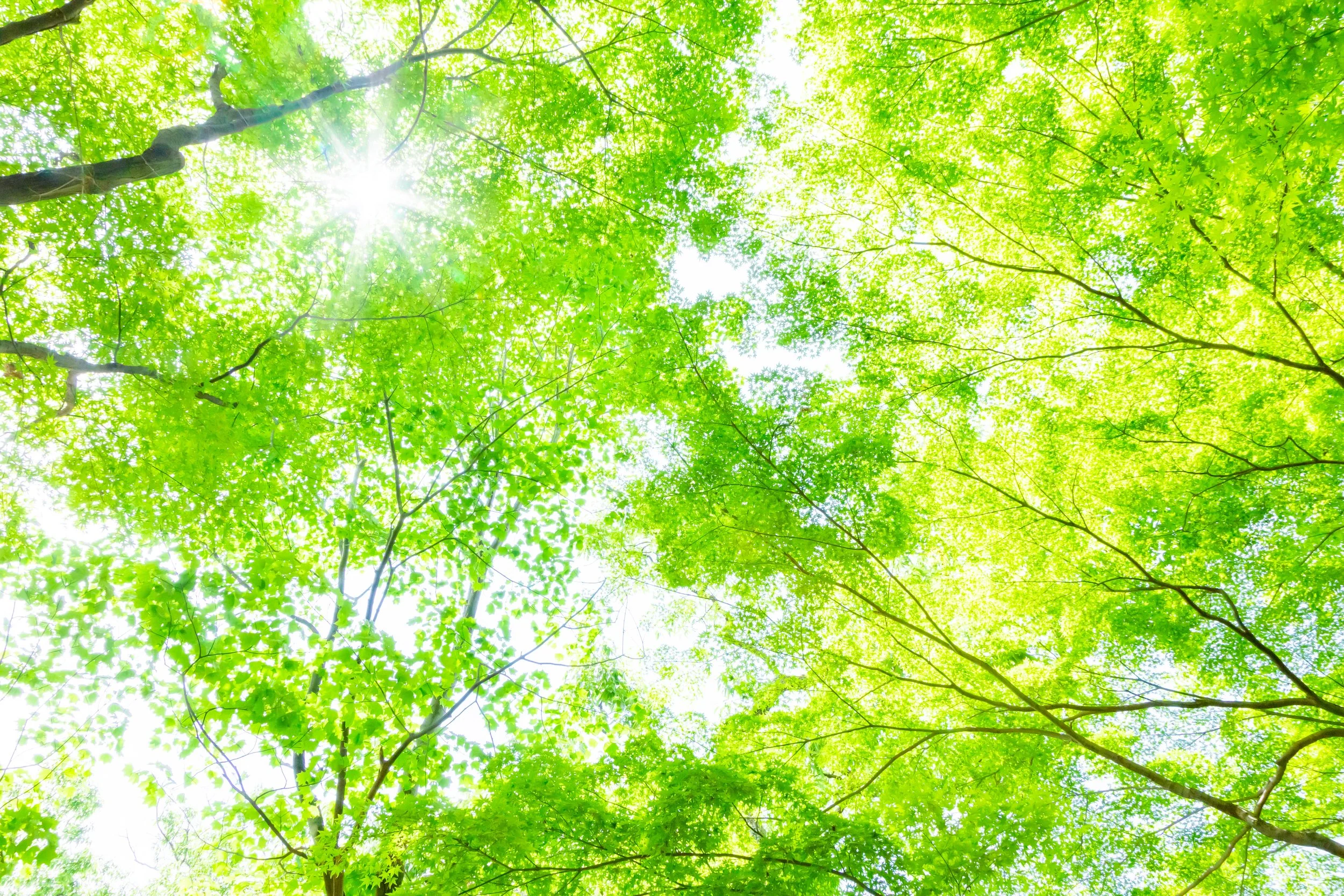 Treaty Oak Clean Energy Secures a $300 Million Corporate Credit Facility