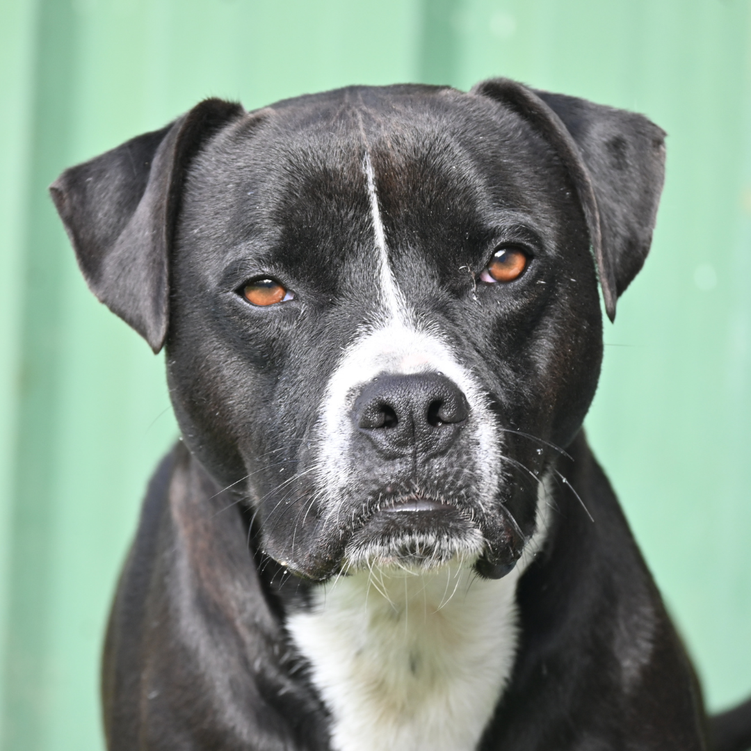 First Image_Animal Profiles (1).png