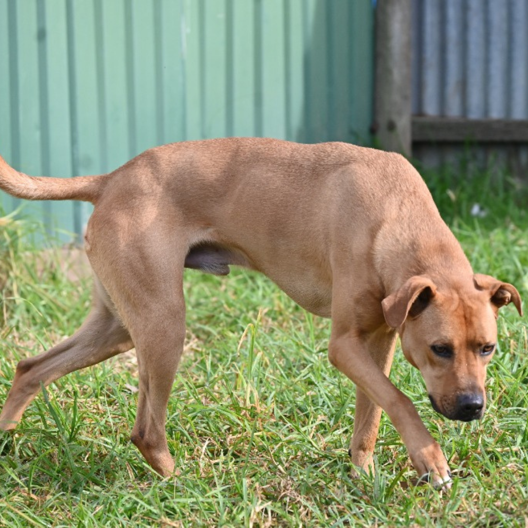 First Image_Animal Profiles (7).png