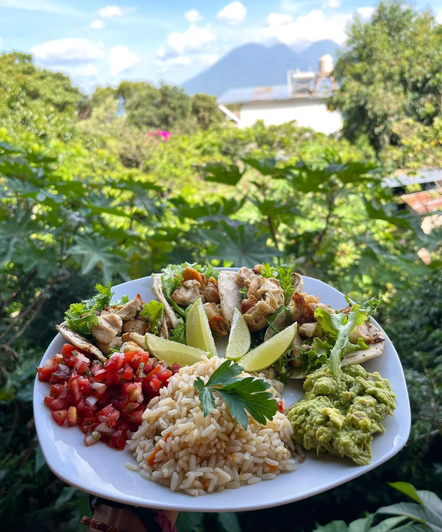 taco in the greenery.jpg