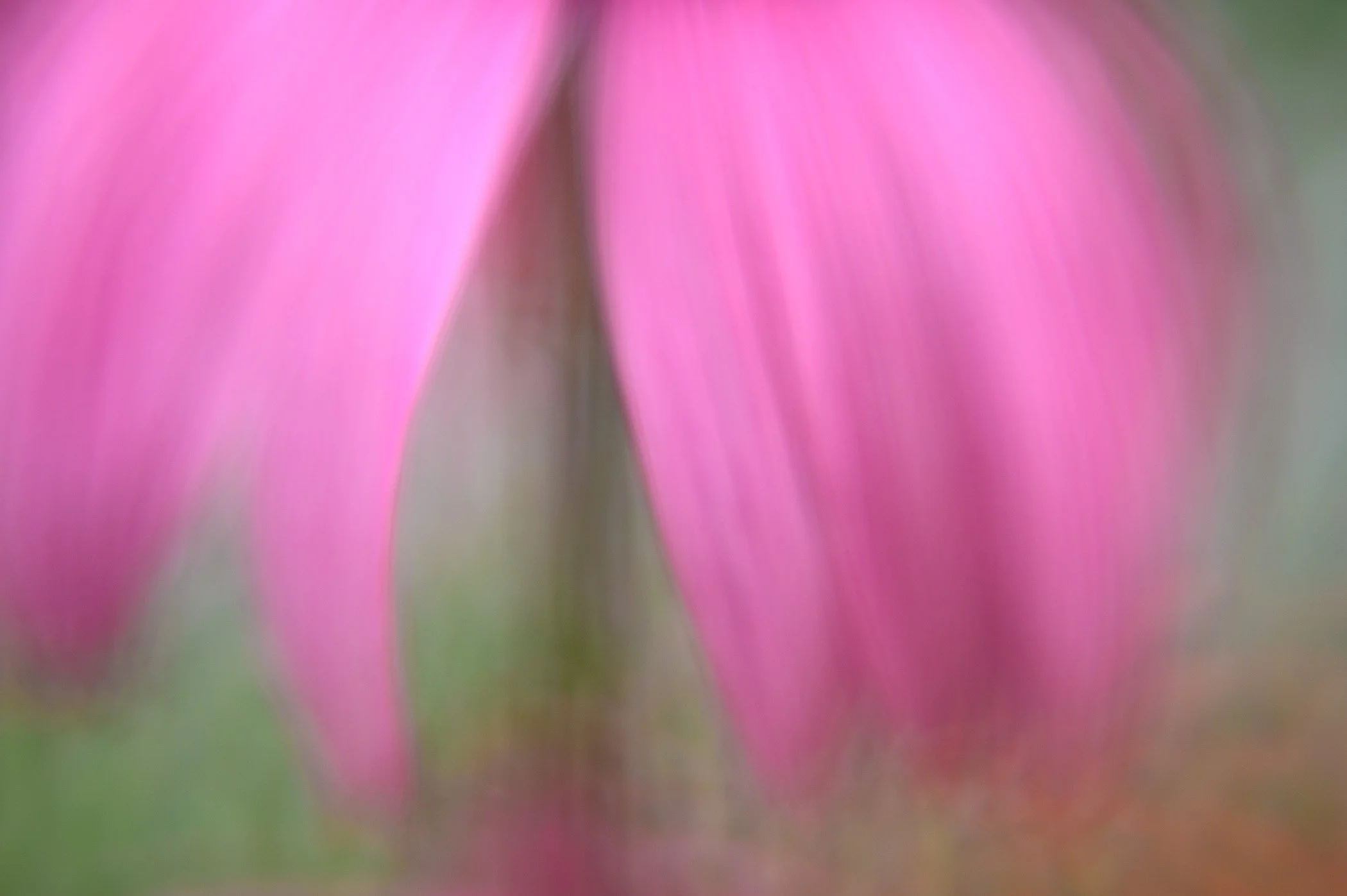 Jamie_Davidson_LBDblGlassii_Coneflower Abstract_LBDGii_NLP3234.JPG
